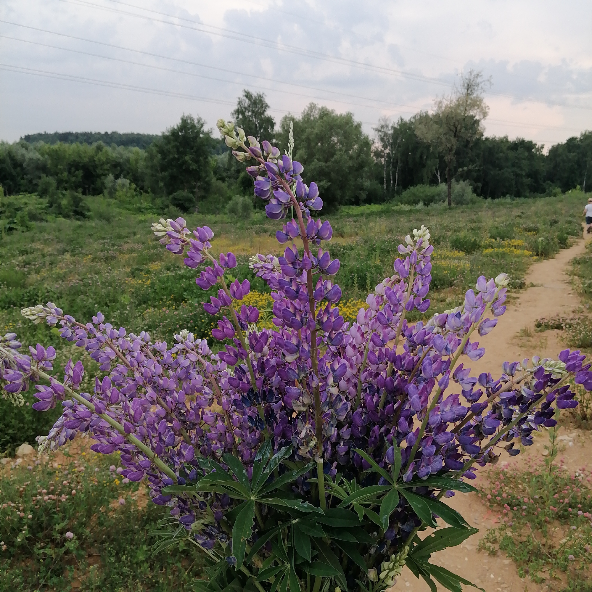 In an outdoor scene, a bouquet of purple lupine flowers is prominently displayed in the foreground, filling the lower left portion of the frame. The flowers are in various stages of bloom, with some buds still closed and others fully open. Behind the flowers, a dirt path winds through a field dotted with small yellow and pink wildflowers. In the distance, a dense forest lines the horizon under a cloudy sky. A single person, wearing a white shirt and dark shorts, walks away from the camera on the dirt path. The overall impression is one of natural beauty and tranquility.