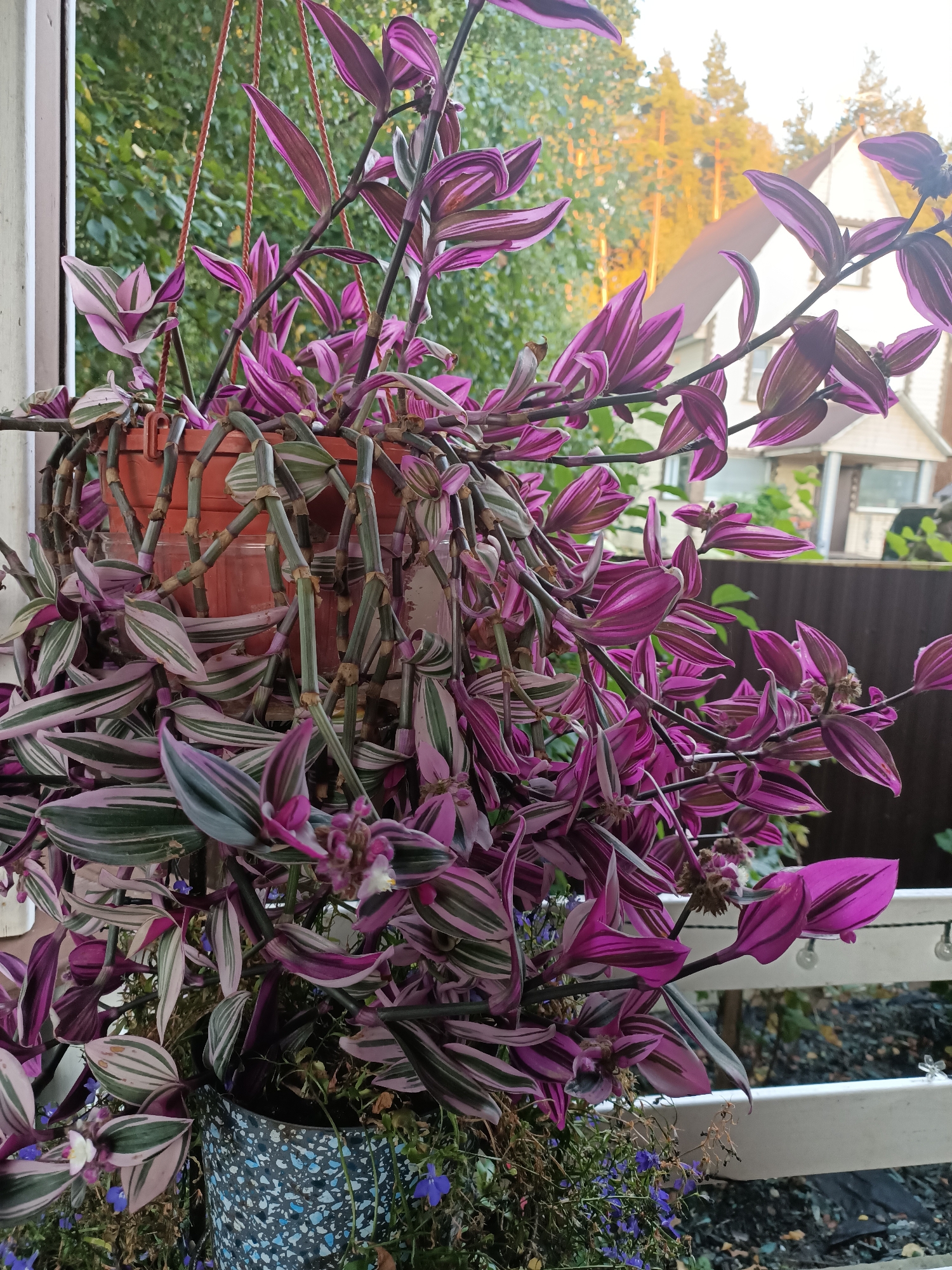 A potted plant with vibrant pink and green striped leaves hangs in front of a blurred background of trees and a building. The plant, possibly a Tradescantia zebrina, cascades over the sides of an orange plastic pot, which is suspended by brown cords. The background shows a house with a light-colored facade and a pitched roof, situated among tall trees that are illuminated by soft, warm light, suggesting it is either sunrise or sunset. Part of a white railing is visible in the foreground, along with some smaller blue flowers growing around the base of the main plant. The overall scene appears to be an outdoor setting, possibly a balcony or porch, in the village of Butyn SNT, Russia.