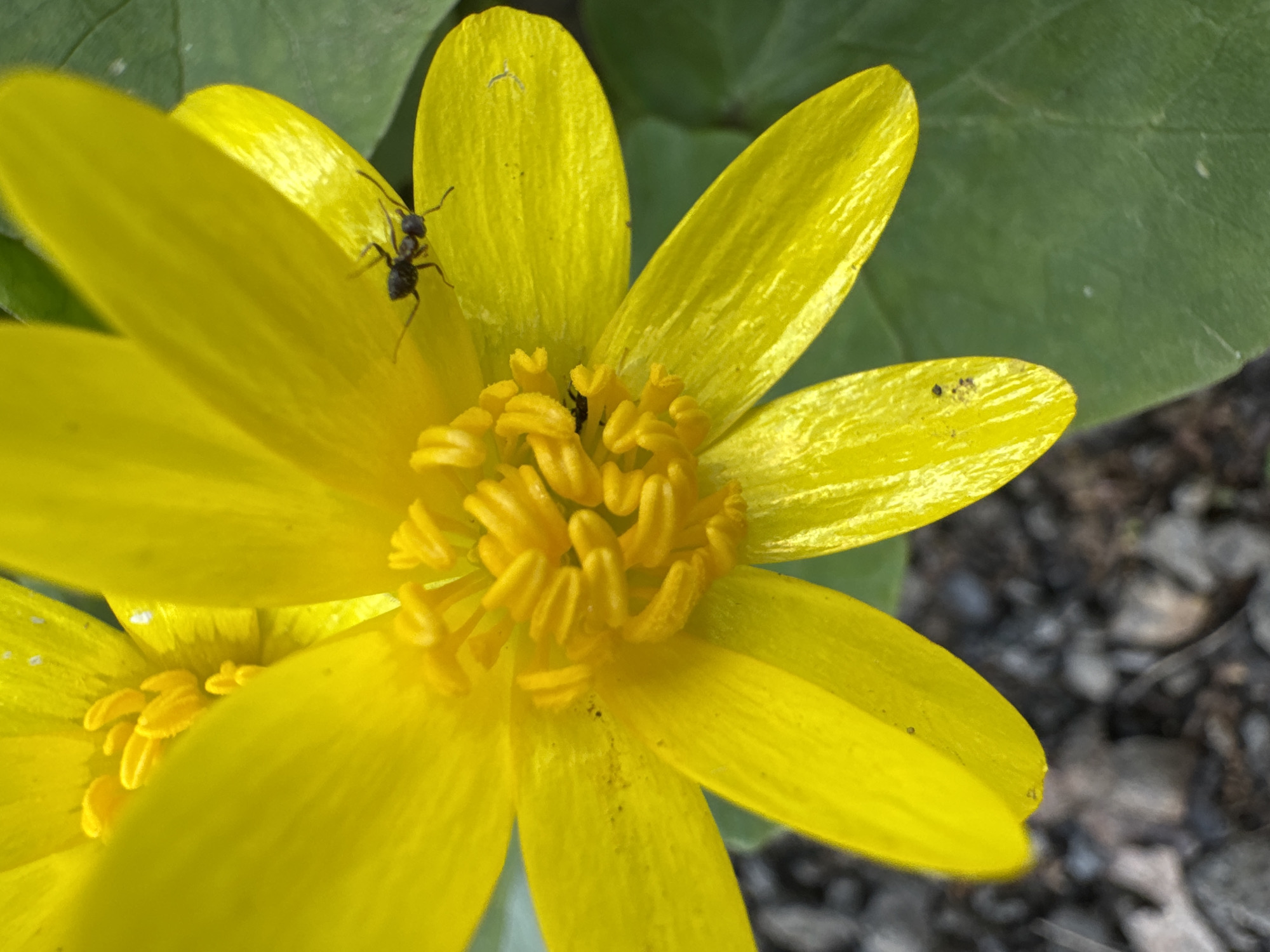 A close-up image depicts a bright yellow flower with multiple petals, possibly a buttercup. An ant is visible on one of the petals. The flower's center has a cluster of small, tightly packed yellow structures. A green leaf is partially visible in the upper right corner. The background is blurred, showing soil and small rocks.
There is no indication of this being Rostov-on-Don, Russia.