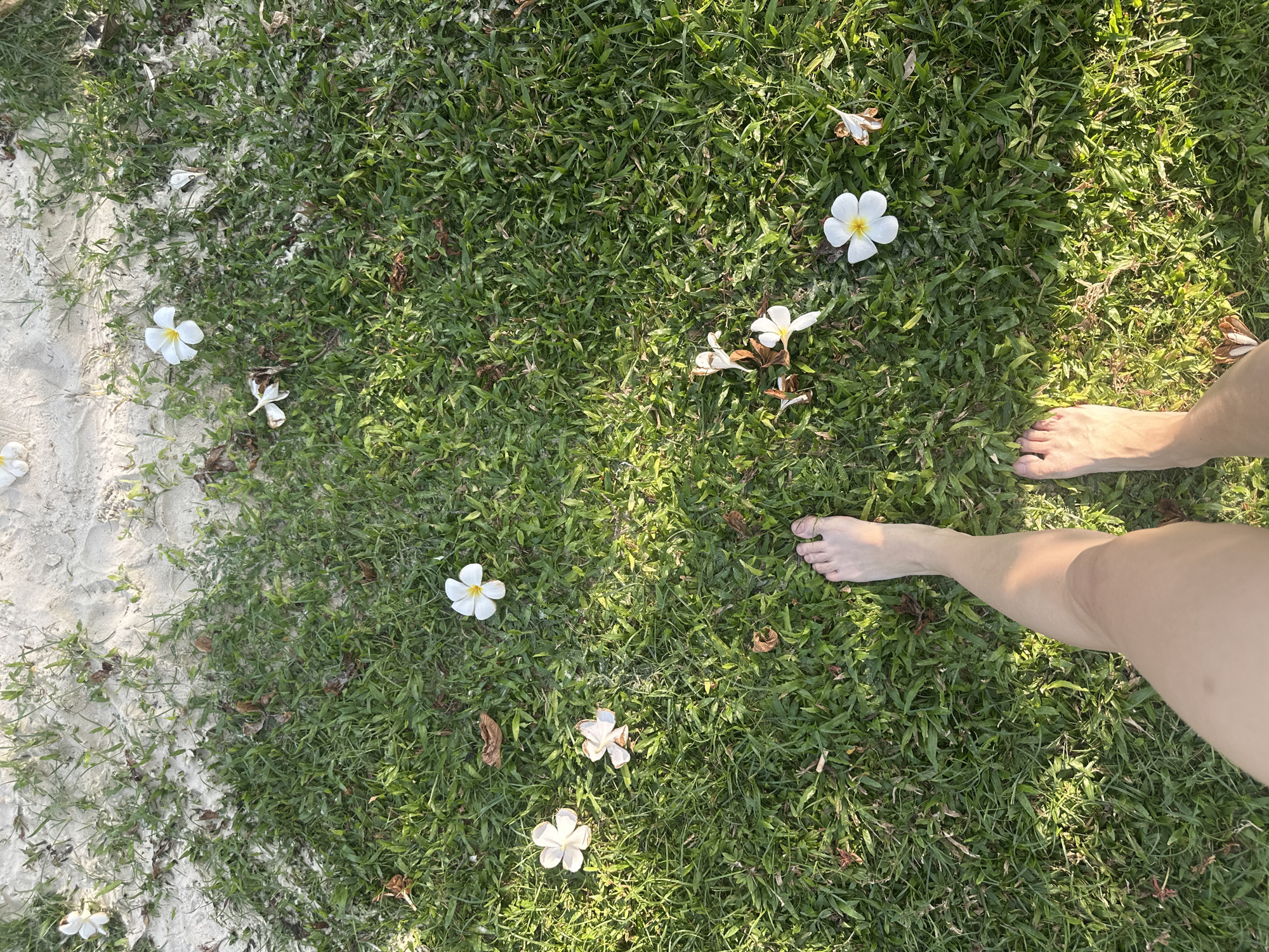 A top-down, outdoor shot captures a person's bare feet and lower legs positioned on lush green grass in the bottom right corner. The vibrant grass fills most of the frame, with patches of lighter sand visible along the left edge, suggesting a transition from a sandy path or beach to a grassy area. Scattered across both the grass and sand are several white plumeria (frangipani) flowers, some appearing fresh and others slightly wilted, along with a few dried leaves. The scene is brightly lit by natural sunlight, casting gentle shadows and highlighting the texture of the grass. The warm lighting suggests a sunny day, possibly morning or late afternoon. The presence of plumeria flowers and sand indicates a tropical or subtropical environment, evoking a relaxed and natural setting. No text is visible in the image.