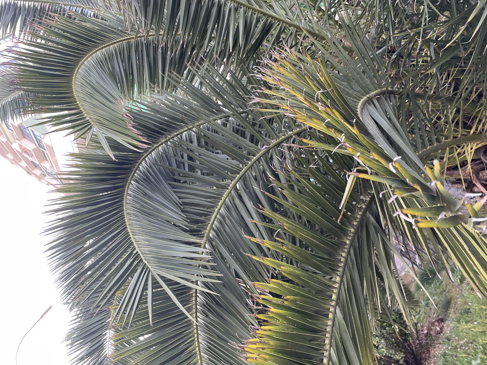 The image displays a close-up view of palm fronds in what appears to be an outdoor setting in Sochi, Russia. The fronds are green and feathery, with some showing hints of yellowing at the tips. The background is out of focus, but suggests the presence of a building with a light-colored facade and some balconies, possibly in an urban or resort area. The sky is overcast and light. There are no people or animals visible in the frame, and no specific actions are depicted. The overall impression is of lush, tropical vegetation within a developed environment.