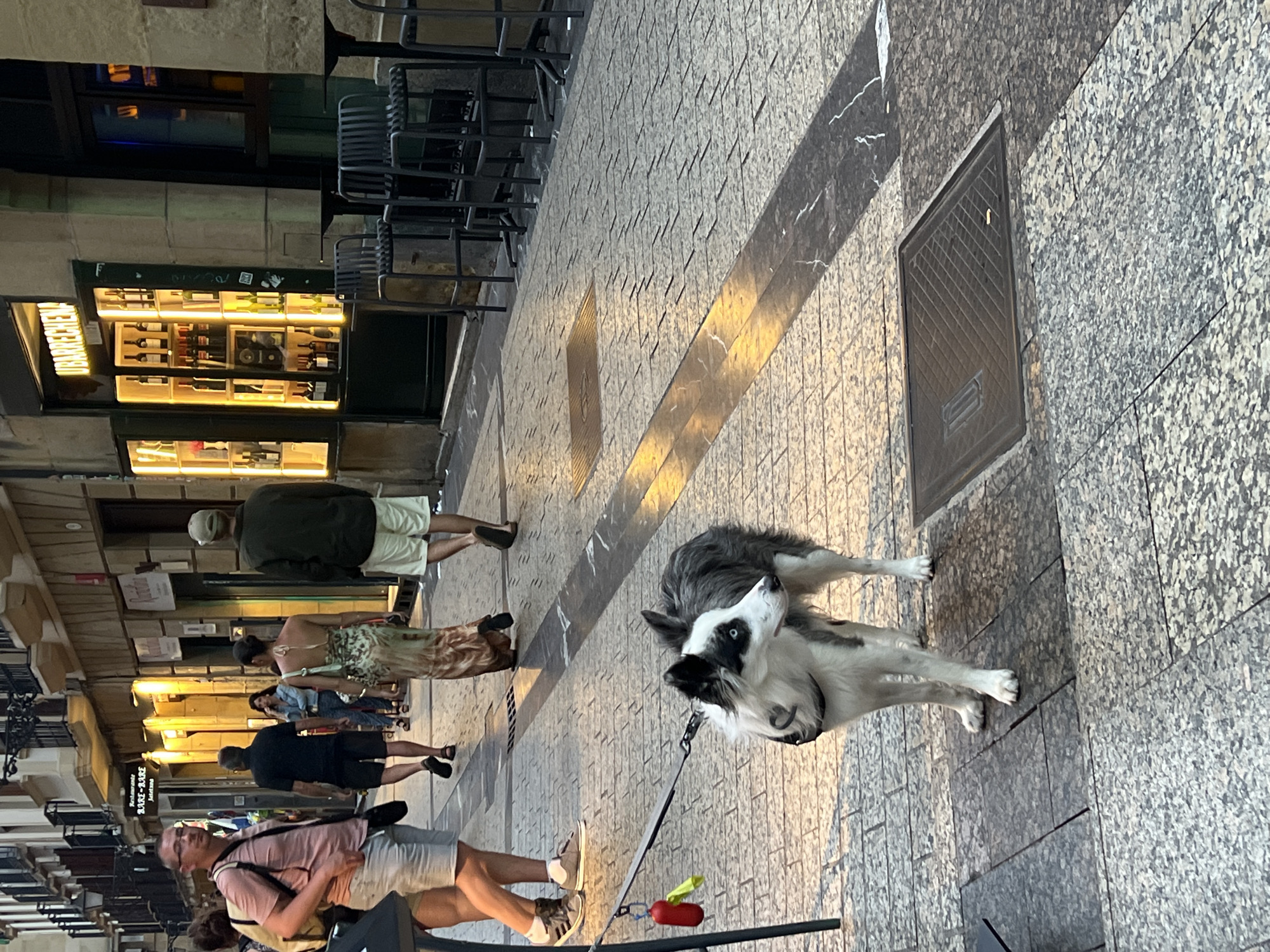 The image captures a street scene in San Sebastián, Spain, likely in the evening. The foreground features a medium-sized, black and white dog with blue eyes, on a leash, looking to its left. The dog appears to be a Border Collie mix. Behind the dog, several people are walking along a cobblestone street lined with buildings.
To the left, a man wearing glasses, a pink t-shirt, and light-colored shorts is walking away from the camera. To his right, a man in a dark t-shirt and shorts is also walking away. Further down the street, a woman in a patterned, flowing dress is walking towards the camera. Behind her, a man in a green jacket and light shorts is walking away.
The buildings lining the street house shops and restaurants. One establishment, identified by signage as "UBARRECHENA," is visible with its interior brightly lit, showcasing shelves of wine bottles. Outside this establishment and others, there are tables and chairs set up, suggesting an outdoor dining or bar area. The lighting suggests it's either dusk or the streetlights and shop lights are on. The ground is paved with textured cobblestones and features darker, reflective strips and a metal grate.
