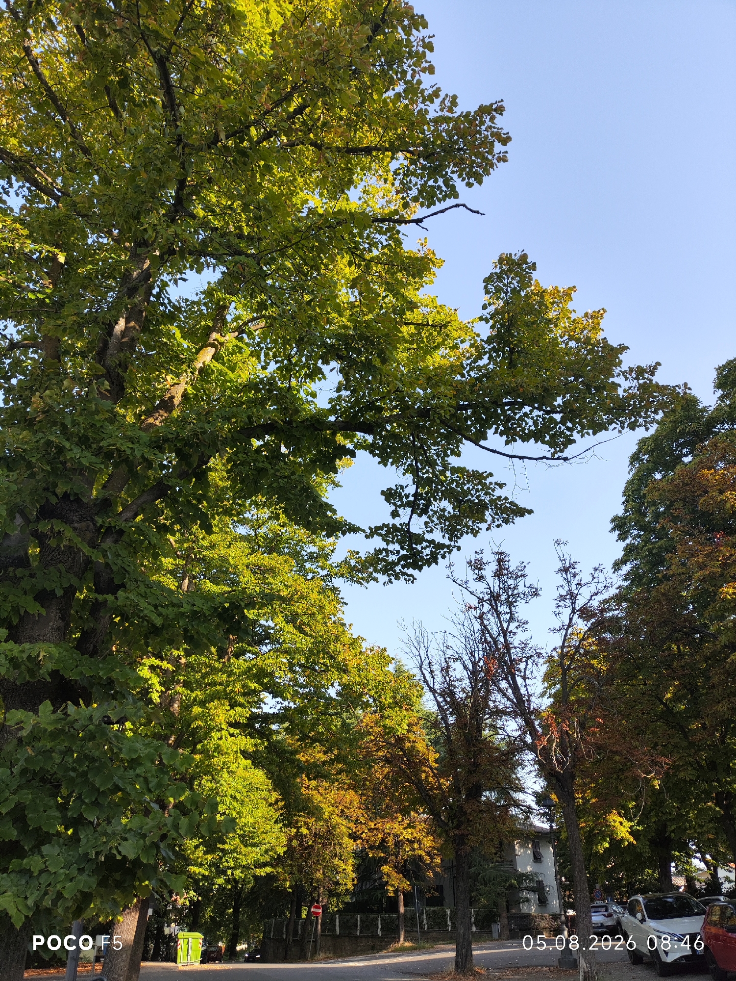 The image depicts a tree-lined street in Collecchio, Italy, on August 5, 2026, at 8:46 AM. The trees, mostly deciduous, are in varying states of autumnal change, with some displaying lush green foliage and others showing early signs of yellow and brown coloration. The sky is clear blue. On the left side of the street, a green dumpster is visible. Further down the street, several parked cars are present, including a white SUV. The overall scene suggests a residential or urban area with a significant presence of mature trees.