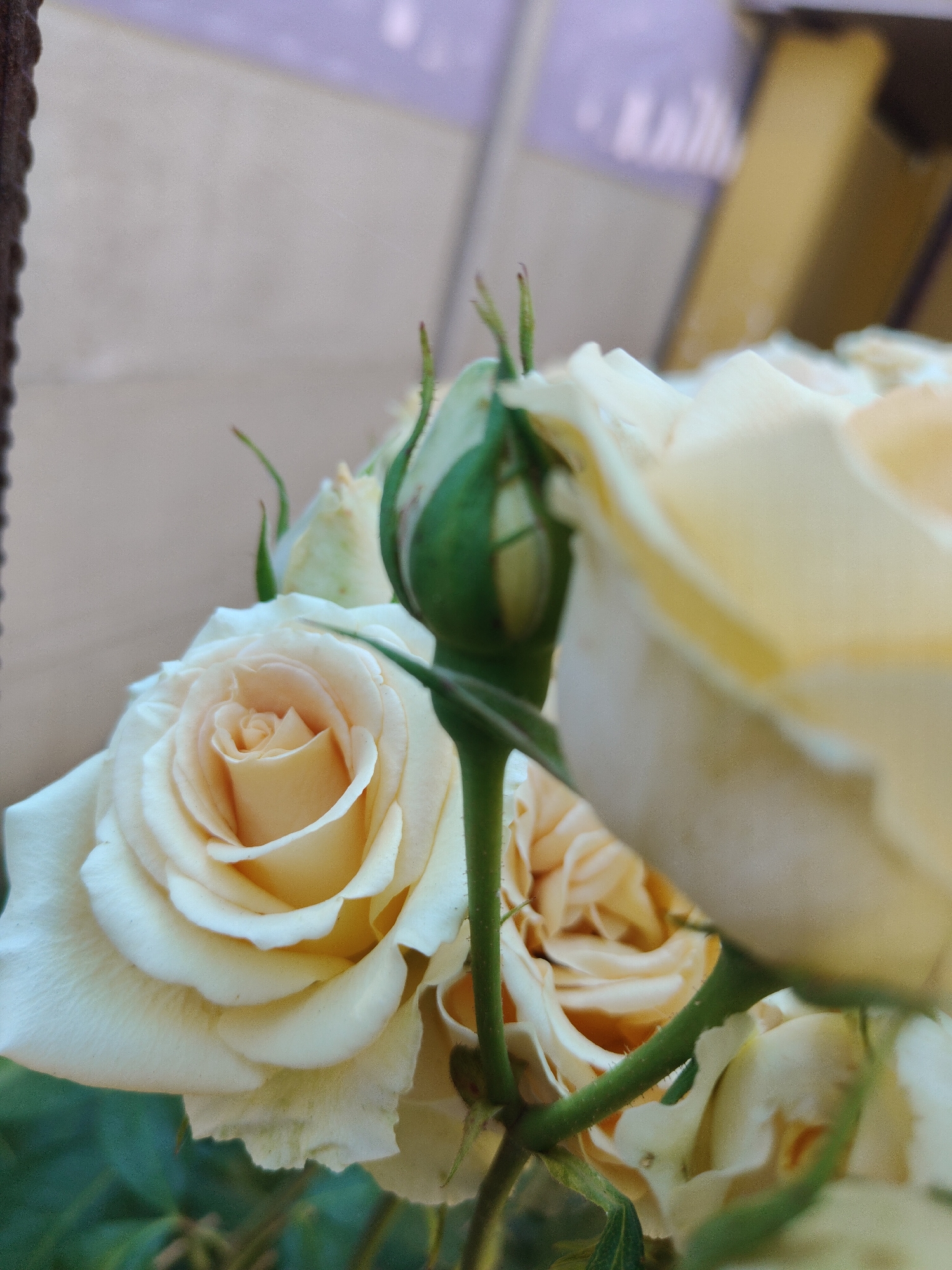 A close-up, low-angle shot of several pale yellow roses and one green rosebud is captured. The roses have delicate, layered petals with a soft, peachy hue at their centers. The rosebud is tightly closed, with its green sepals pointing upwards. The background is softly blurred, showing hints of a beige wall or fence and a vertical yellow post. The image is set in an outdoor environment, possibly a garden or park, within the city of Mykolaiv, Ukraine. There are no people or any observable actions or interactions. The focus is solely on the floral subject.