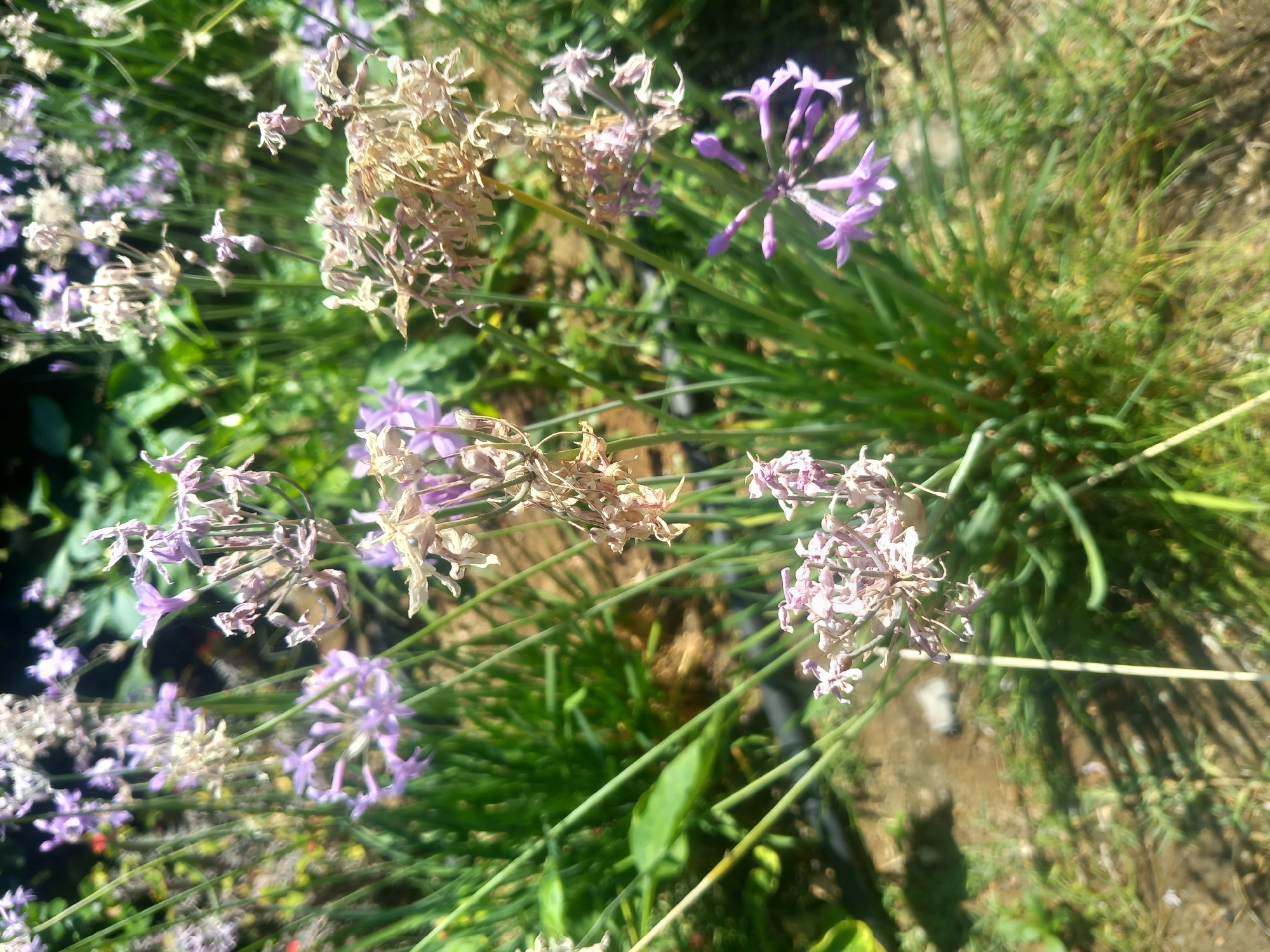 An outdoor, low-angle, medium shot captures a cluster of light purple and dried tan Allium flowers. The flowers are on tall, thin green stems, with some stems reaching higher than others. Some of the purple flowers are in bloom, while others are still buds. The dried flowers are clusters of thin, brittle-looking seed pods. Behind the flowers, blurred green foliage and brown soil are visible. The lighting suggests a sunny day. The location is an outdoor garden in an unknown city.