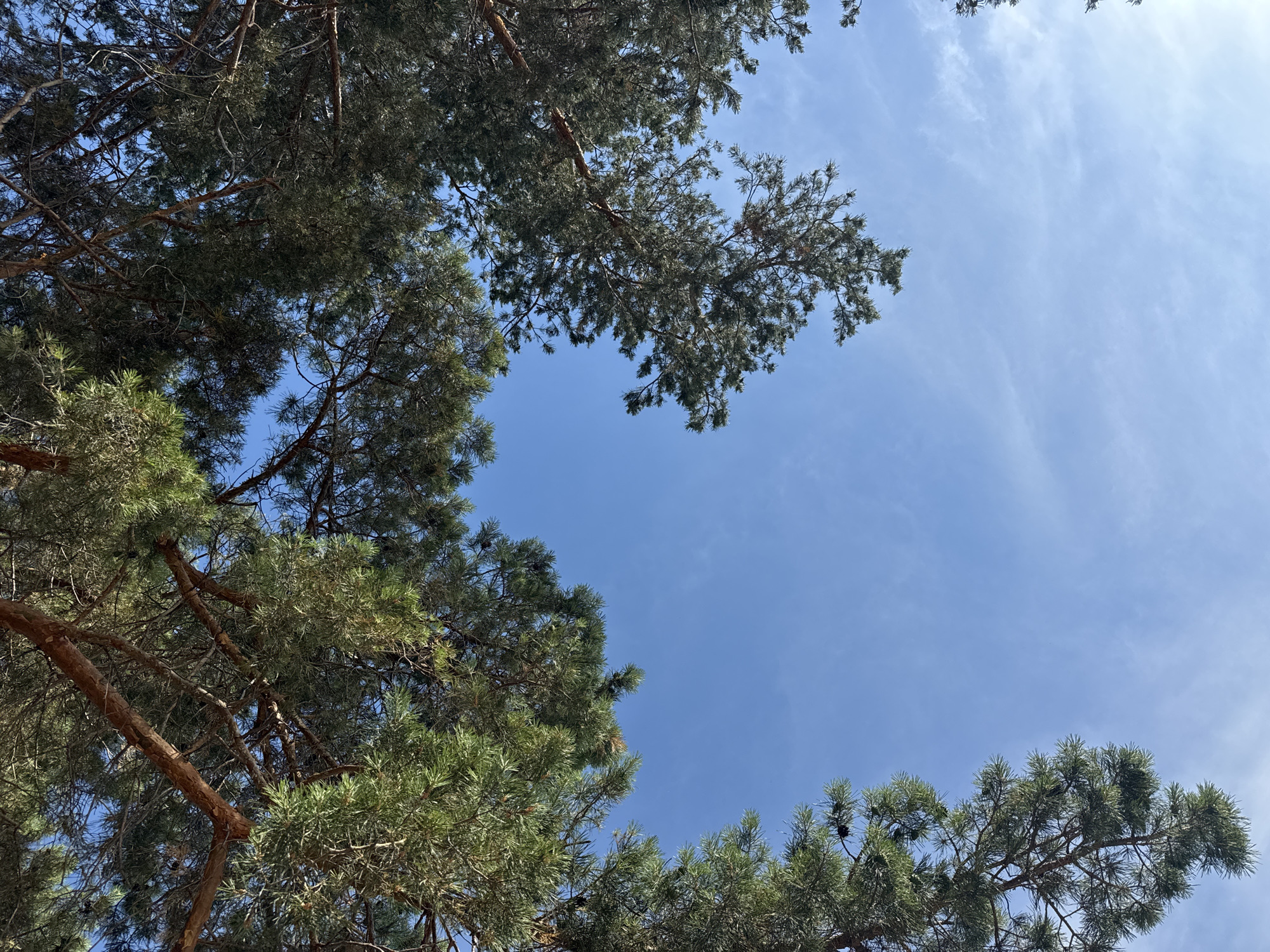This media file is a photograph taken from a low angle, looking up at a bright blue sky with scattered, wispy clouds. The foreground is dominated by the branches and evergreen needles of pine trees. The sunlight filters through the branches, creating dappled light and shadows on the foliage.
The subjects are the pine trees and the sky. There are no people or man-made objects visible. The scene is a natural outdoor setting, likely a forest or park.
The activity taking place is simply the existence of the trees against the sky, suggesting a moment of stillness or observation. The time of day appears to be daytime, given the brightness of the sky and the quality of the light. The weather seems clear and pleasant, with the presence of clouds indicating a typical, non-stormy day. There are no specific location cues visible in the image. The overall mood conveyed is peaceful and serene. No visible text is present in the image.