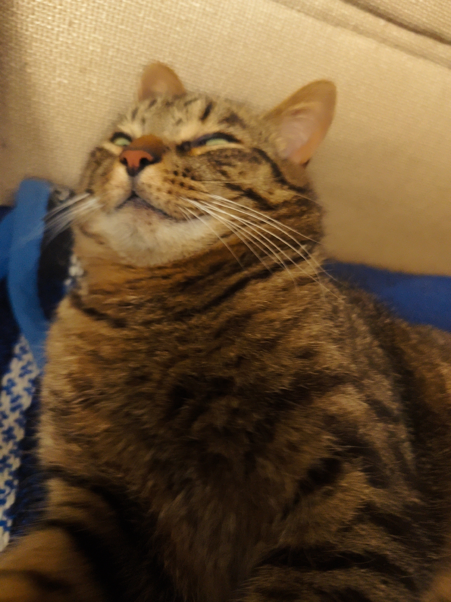 A domestic short-haired tabby cat is depicted in a close-up, slightly upward-facing perspective, resting indoors. The cat's fur exhibits a brown and black striped and spotted pattern, typical of a mackerel tabby, with lighter tan and white fur around its muzzle and chin. It has bright green eyes that are partially closed in a relaxed squint, and a small, prominent pink nose. Numerous long, white whiskers extend from both sides of its muzzle. The cat's head is tilted slightly backward, suggesting a state of contentment or rest.
The background consists of a textured, light beige or tan upholstered surface, likely a sofa or armchair, occupying the upper right portion of the frame. To the left of the cat, a vibrant blue object, possibly a blanket or cushion, is visible with a subtle white patterned design. The lighting is warm and diffused, illuminating the cat's fur and the surrounding textures. No other subjects or individuals are visible in the frame. The scene is located in Свистуха (кузяевский С/о), Russia.