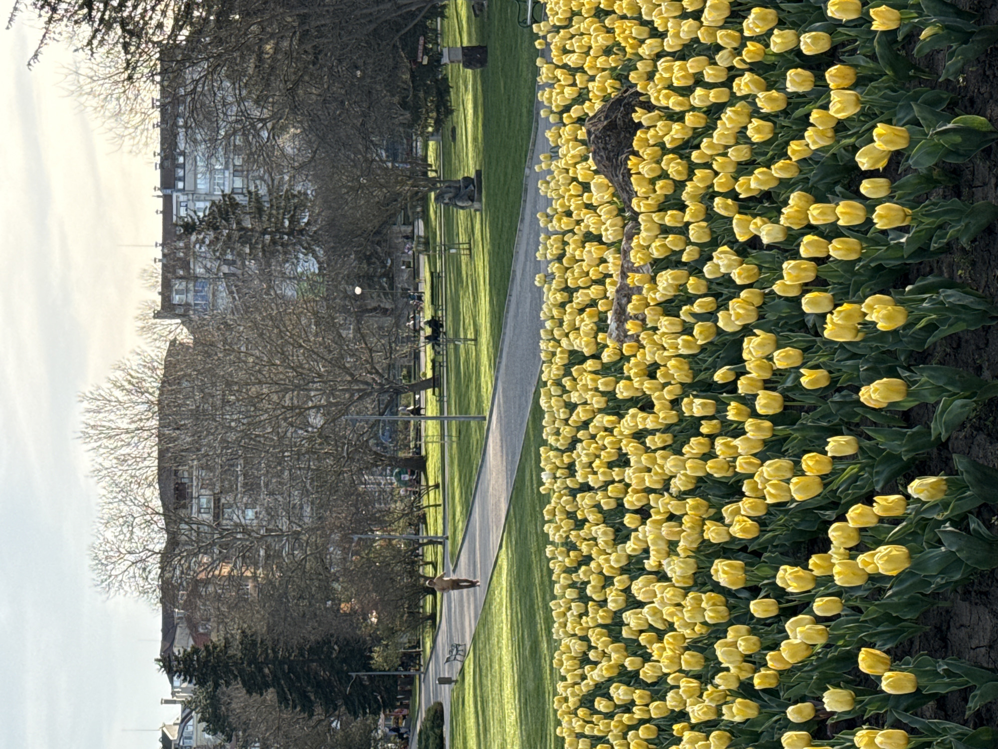 The image shows a park in Dobrich, Bulgaria. There are large beds of yellow tulips on the right side. A paved path runs along the left edge of the tulip beds. On the left side of the path is a grassy area with scattered trees, benches, and sculptures. A few people are seated on the benches. In the background, buildings are visible. The scene is lit by sunlight. A dog is walking down the path.