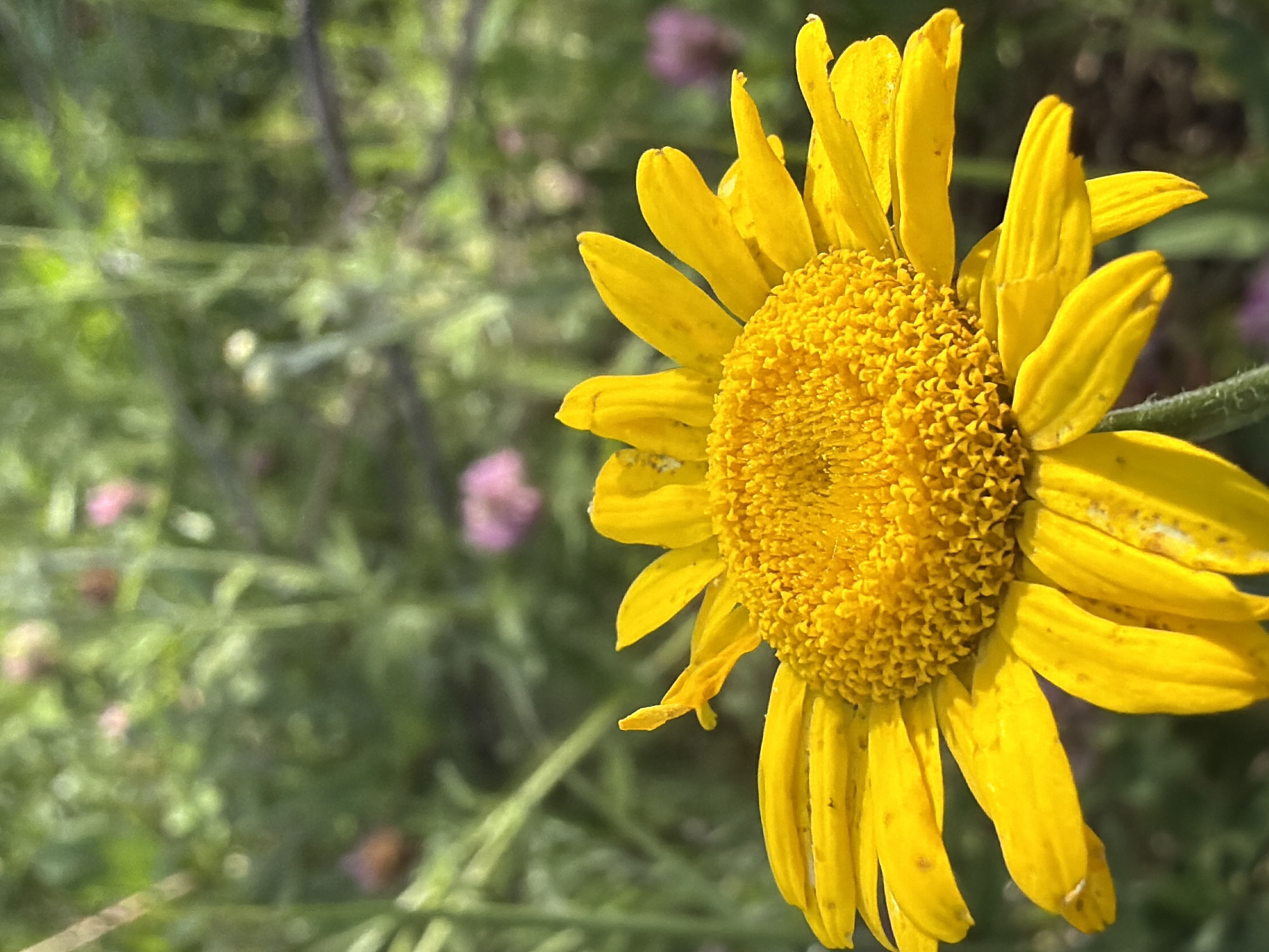 A close-up, outdoor, vertical, medium shot captures a vibrant yellow flower in sharp focus, filling the lower half of the frame. The flower is positioned slightly off-center to the left, with its yellow petals radiating outwards from a textured, golden center. Some petals show brown spots and slight wilting. The background is softly blurred, depicting a lush green environment with hints of pinkish-purple flowers and thin, dark stems or branches. The lighting suggests a bright, natural outdoor setting, possibly during daylight hours.