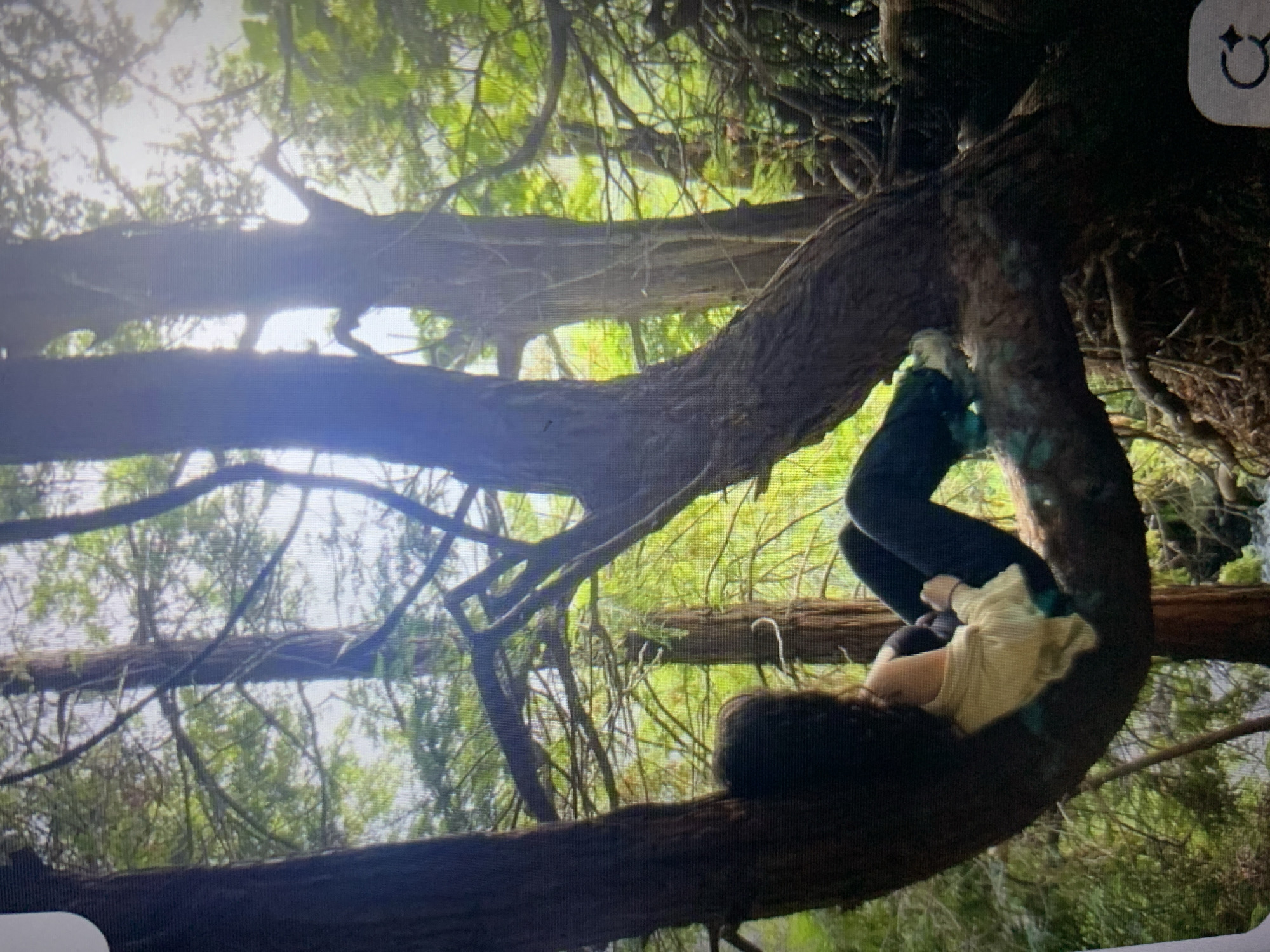A person with dark, curly hair is sitting on a thick, curved tree branch in a forest. They are wearing a light-colored off-the-shoulder top and dark pants. Their legs are crossed, and they are looking away from the camera. The tree is large with rough bark and many branches. The background is filled with more trees and greenery, suggesting a wooded environment. The lighting indicates it is daytime, with sunlight filtering through the leaves.