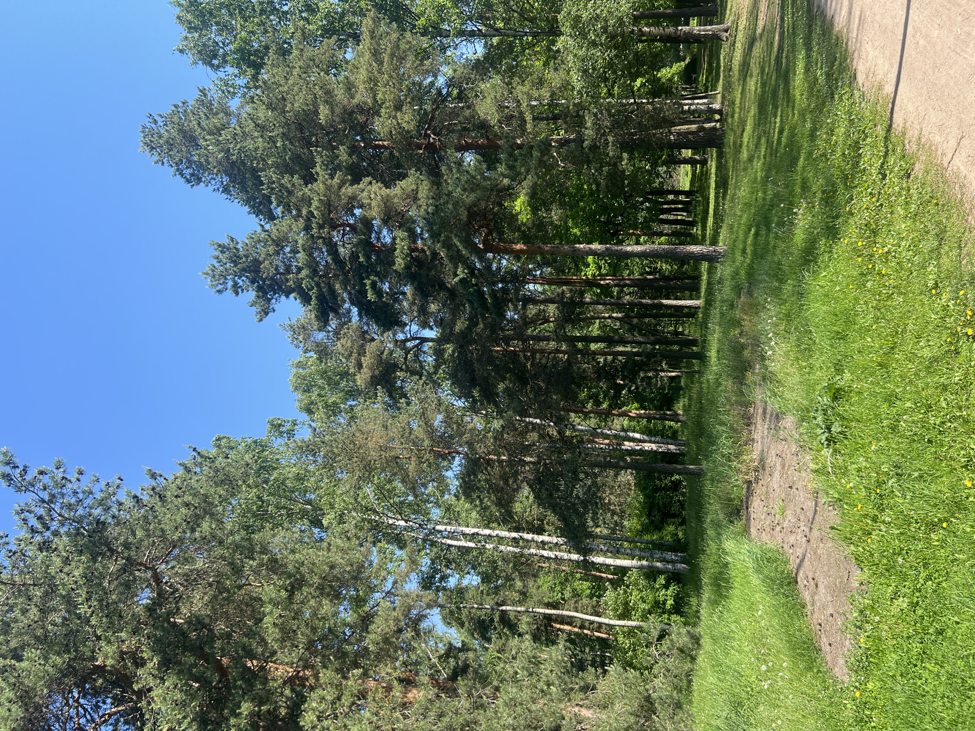 This media file captures a serene outdoor scene, likely in a park or forest edge, characteristic of Saint Petersburg, Russia. The image is dominated by a collection of tall trees under a clear, bright blue sky.
The primary subjects are numerous trees of varying types. On the left and extending towards the center, there are several large coniferous trees, appearing to be pines, with dark green needles and robust trunks. Interspersed among these and further to the right are deciduous trees, prominently featuring birch trees identifiable by their distinctive white bark. The trees are densely packed, forming a natural barrier or grove.
The ground is covered with lush green grass, which shows variations in shade and texture, suggesting different plant types, including some small yellow and white flowers scattered within. A narrow, unpaved dirt path winds through the grassy area, extending from the right side of the frame towards the background. Long, distinct shadows are cast by the trees onto the grass and path, indicating bright sunlight.
Notable details suggest a pleasant outdoor environment. The time of day appears to be mid-morning or early afternoon, given the clear blue sky and the strong, well-defined shadows. The weather is sunny and clear, without any clouds visible. The combination of pine and birch trees is common in the temperate forests and parks of the Saint Petersburg region, aligning with the provided location context. The scene evokes a sense of tranquility and natural beauty. There is no visible text in the image.