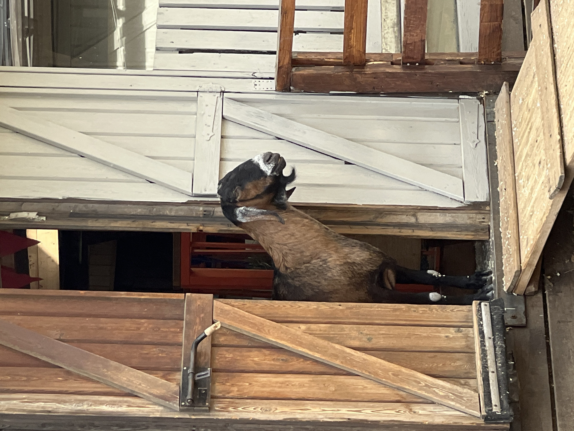 A brown and black goat with white markings on its face and legs is perched on a wooden structure, looking upwards with its mouth open. The goat's body is partially obscured by the wooden planks. The scene appears to be an indoor setting, possibly a barn or stable, with multiple levels of wooden construction. The lighting suggests it is daytime, with natural light filtering into the space. The overall impression is one of a rustic, perhaps rural, environment. There is no visible text in the image.