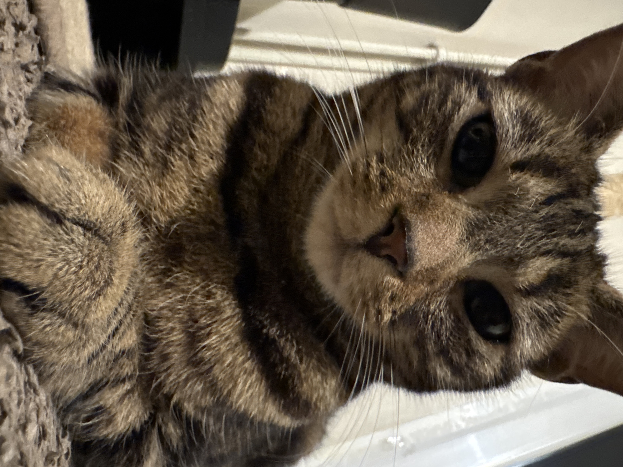 A close-up, low-angle photograph captures a domestic short-haired tabby cat, rotated ninety degrees clockwise, looking directly into the camera. The cat's face dominates the frame, showcasing its brown and black striped fur and large, dark, inquisitive eyes. Its pupils are dilated, reflecting a soft light source. Prominent long, white whiskers fan out from its muzzle, which features a small, pinkish-brown nose.
The cat appears to be lying on its back or side, with its body extending into the blurry foreground on the left, where a textured, possibly carpeted or fabric, surface is visible, suggesting it might be a cat tree or a soft bed. The background is softly out of focus, showing indistinct lighter and darker areas, indicating an indoor setting. The lighting is soft and even, highlighting the details of the cat's fur and expression. No text is visible in the image. The cat's expression conveys curiosity and direct engagement with the viewer.