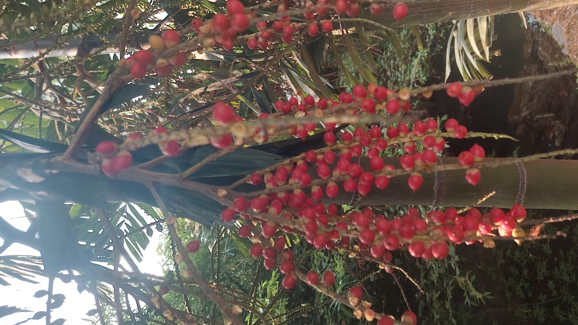 A vertical close-up shot captures a cluster of bright red palm fruit hanging from a tree in Gunung Putri, Indonesia. The fruit, small and oval-shaped, are grouped together on thin stalks, with some appearing slightly yellow or tinged with orange, indicating different stages of ripeness. Sunlight filters through the palm leaves in the background, creating a soft, dappled lighting effect. The tree trunk, a pale greyish-green with visible segments, stands prominently on the right side of the frame. Lush green foliage and more palm fronds are visible in the blurred background, suggesting a tropical environment. No people or animals are present in the image.