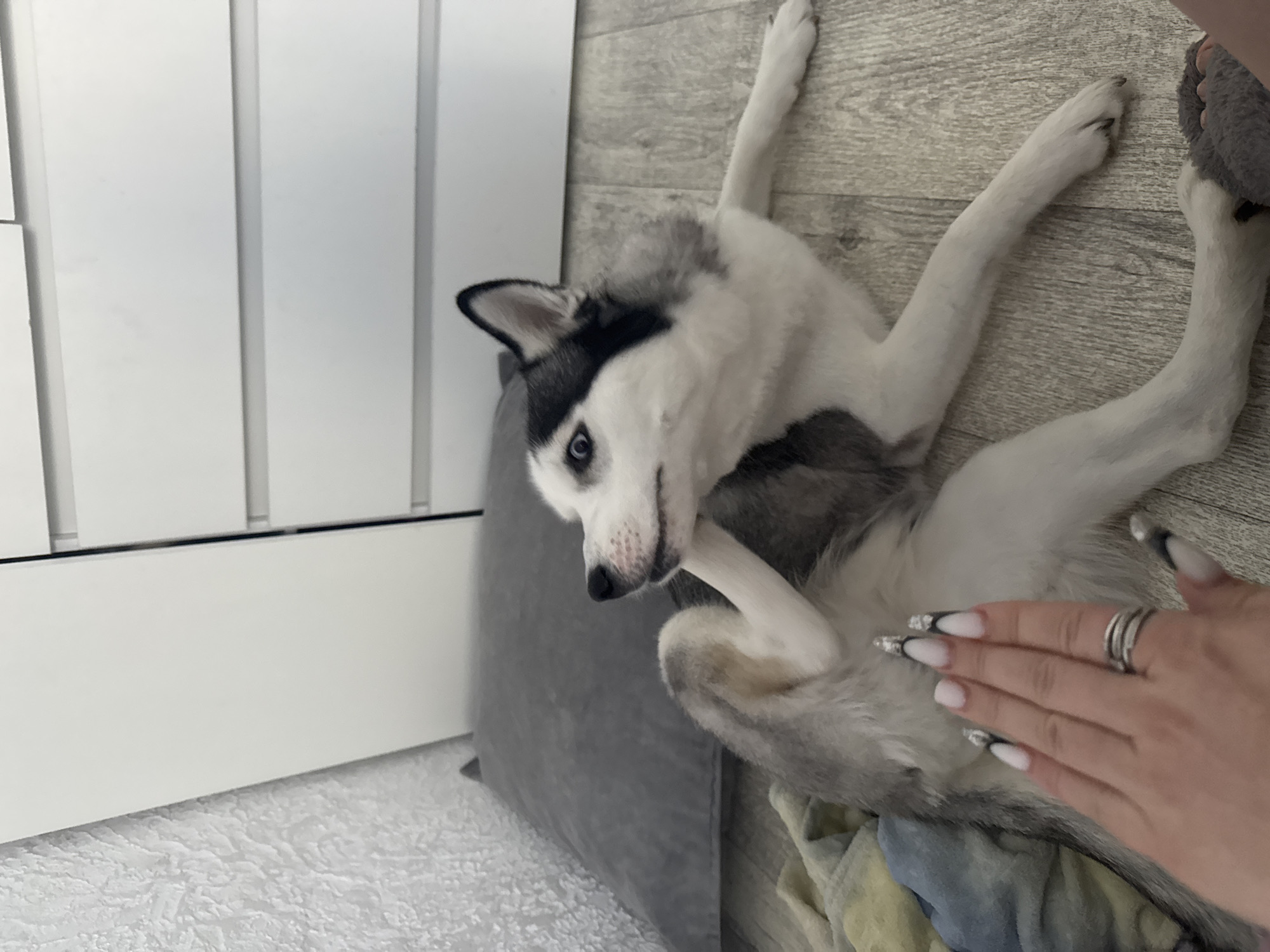 An overhead shot captures a black and white husky dog lying playfully on its back on a light-colored wooden floor. The dog's legs are splayed outwards, and it appears to be scratching its chin or neck with its right front paw. Its head is slightly tilted, and one blue eye looks directly towards the viewer, conveying a curious or relaxed expression. A human hand with long, pointed nails, featuring a white and black/silver French tip design, rests gently on the dog's fluffy belly fur. The hand wears a silver ring with multiple bands on the ring finger.
The dog's head is resting on a grey cushion or pillow. In the background to the left, white vertical panels, possibly part of a door or cabinet, are visible. The wooden floor extends across the scene. Near the dog's lower body, a folded piece of blue and yellow fabric, possibly a blanket, is present. A fluffy grey object, resembling a slipper, is partially visible near the dog's hind leg, suggesting a human foot nearby. The overall scene depicts a calm and affectionate indoor interaction between a pet and its owner. There is no visible text.
