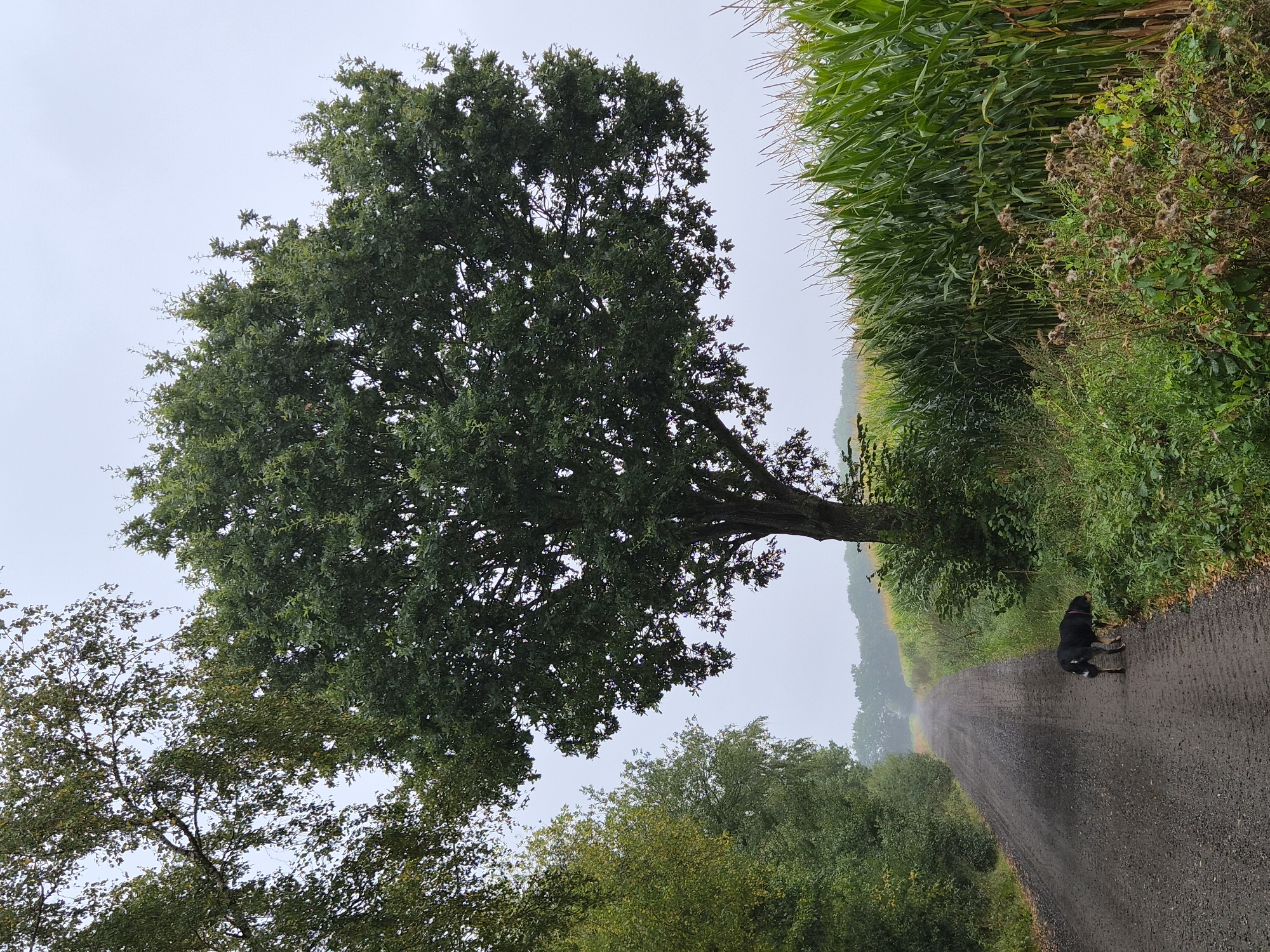 A black and tan dog stands on a dirt road in front of a cornfield and a large oak tree. The road curves away into a misty landscape with trees in the distance. The sky is overcast.