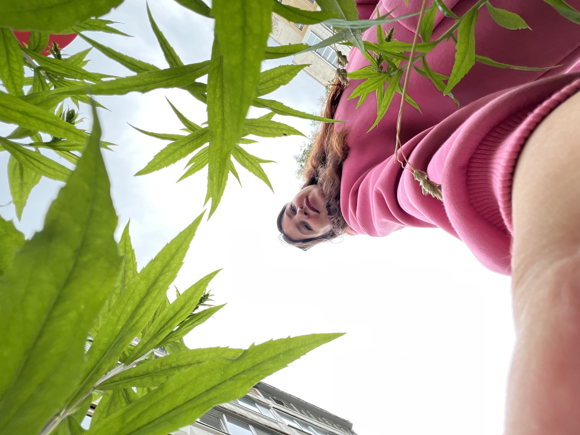 A low-angle, eye-level shot captures a woman from the chest up, looking upwards at the camera with a slight smile. She has long, wavy brown hair and is wearing a pink sweatshirt. The background is dominated by large, vibrant green leaves, positioned in the foreground and obscuring parts of the scene. Beyond the foliage, the sky is overcast with white clouds. To the left, a light-colored building with visible windows can be seen, suggesting an urban setting. A hint of another building with beige-colored siding is visible on the right. The scene appears to be outdoors, with the natural elements of the plants contrasting with the man-made structures of the city. The overall impression is one of casual observation or a moment captured while standing beneath dense foliage. The location in Noviy, Russia, is not explicitly depicted in the image, but the presence of urban structures suggests it is an inhabited area.