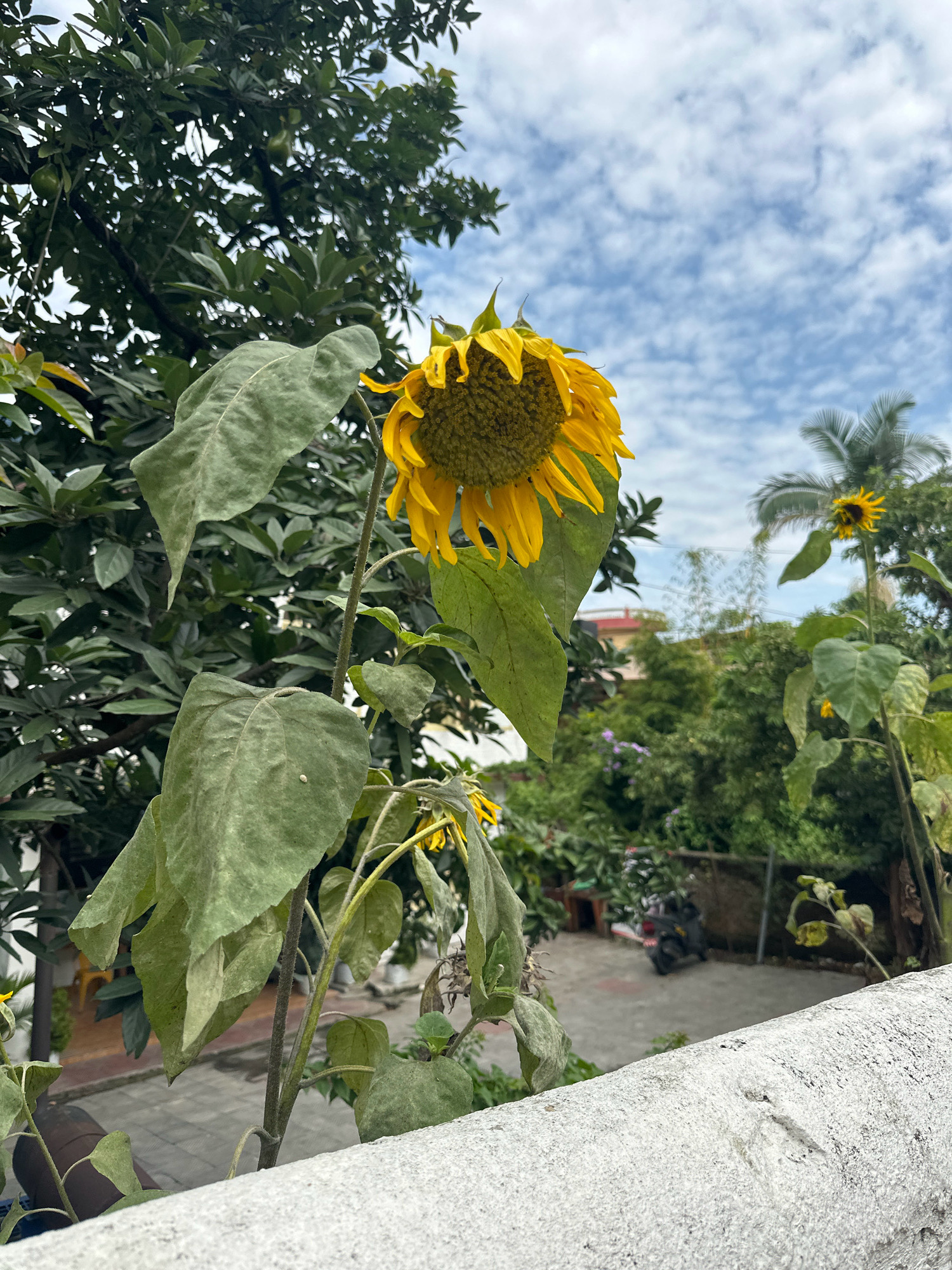 A large, wilting sunflower is the primary subject of this outdoor, eye-level photograph taken in Lalitpur, Nepal. The sunflower's head is bowed, with yellow petals drooping around a dark, seed-filled center. Its large, green leaves are dusty and some appear dry. The sunflower is positioned to the left of the frame, with its stem extending downwards and out of view.
In the background, a lush green tree with visible fruits fills the upper left quadrant of the image. To the right of the sunflower, a smaller sunflower stands, also appearing somewhat weathered. Beyond these flowers, the scene reveals a mix of trees and vegetation. A light-colored concrete wall runs across the foreground, partially obscuring a paved area with a parked scooter. The sky above is blue with scattered white, wispy clouds. The overall impression is one of a garden setting with a hint of urban elements.