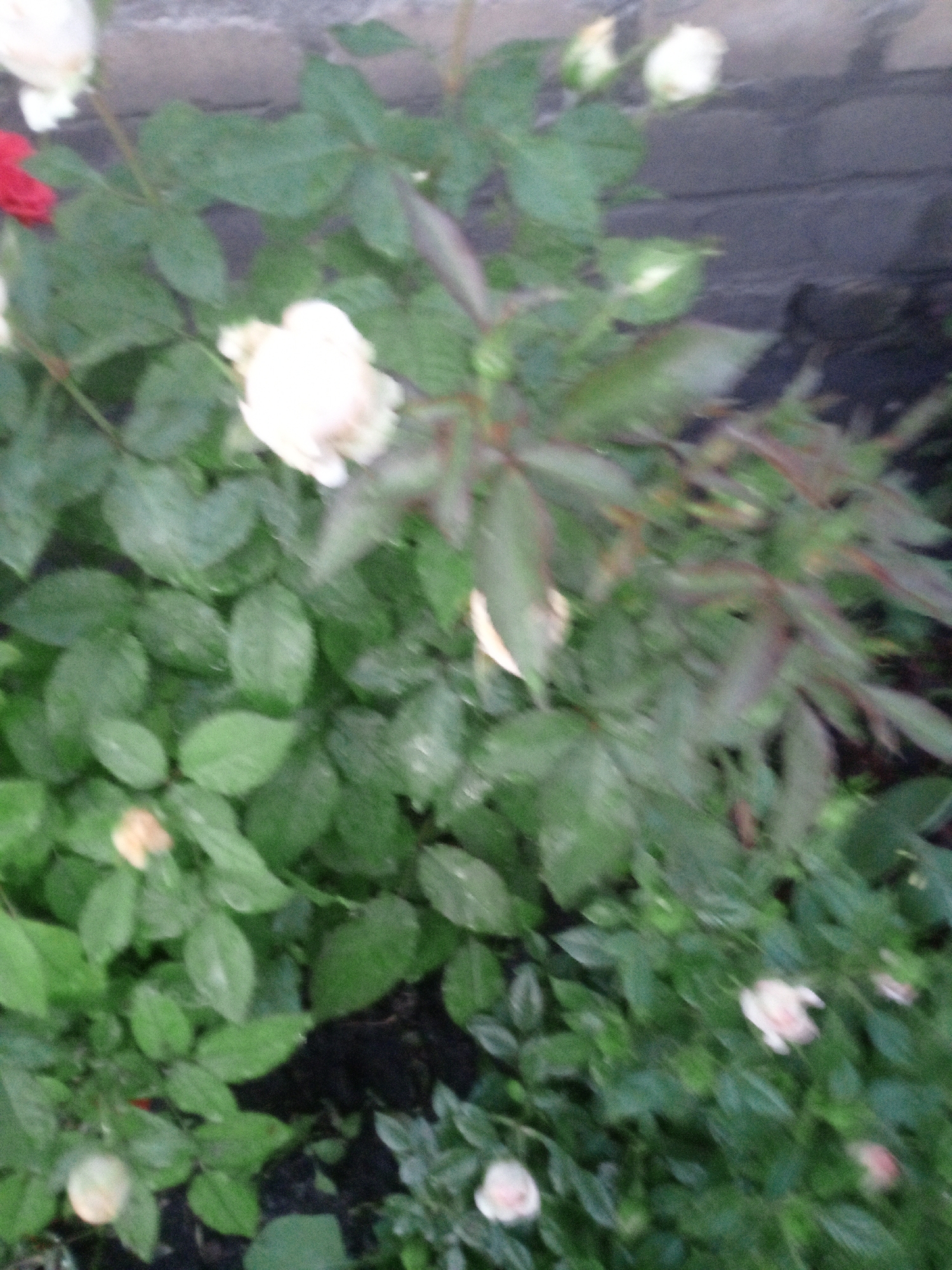 The image depicts a close-up view of a rose bush with several white and pink roses, as well as green leaves. A portion of a brick wall is visible in the background. The lighting is soft and diffused, suggesting it might be overcast or taken during twilight. The focus is on the flowers and foliage, with some areas of the image appearing blurred. There are no people or discernible actions taking place. The setting appears to be a garden or outdoor area, likely within Usman, Russia, given the provided context. The overall impression is of a serene, natural scene.