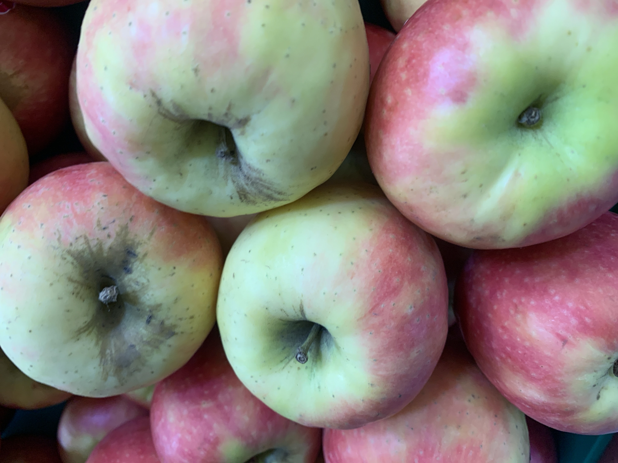 A close-up, high-angle shot showcases a pile of ripe apples. The apples have a mottled skin of red and yellow-green hues, with some displaying small brown speckles. The focal point is on the apple in the foreground, which has a prominent indentation where the stem was. The background is filled with other apples, some slightly out of focus, creating a sense of abundance. The lighting is natural, highlighting the texture and color variations of the fruit. The image is taken in an indoor setting, as suggested by the uniform lighting and the way the apples are piled together.