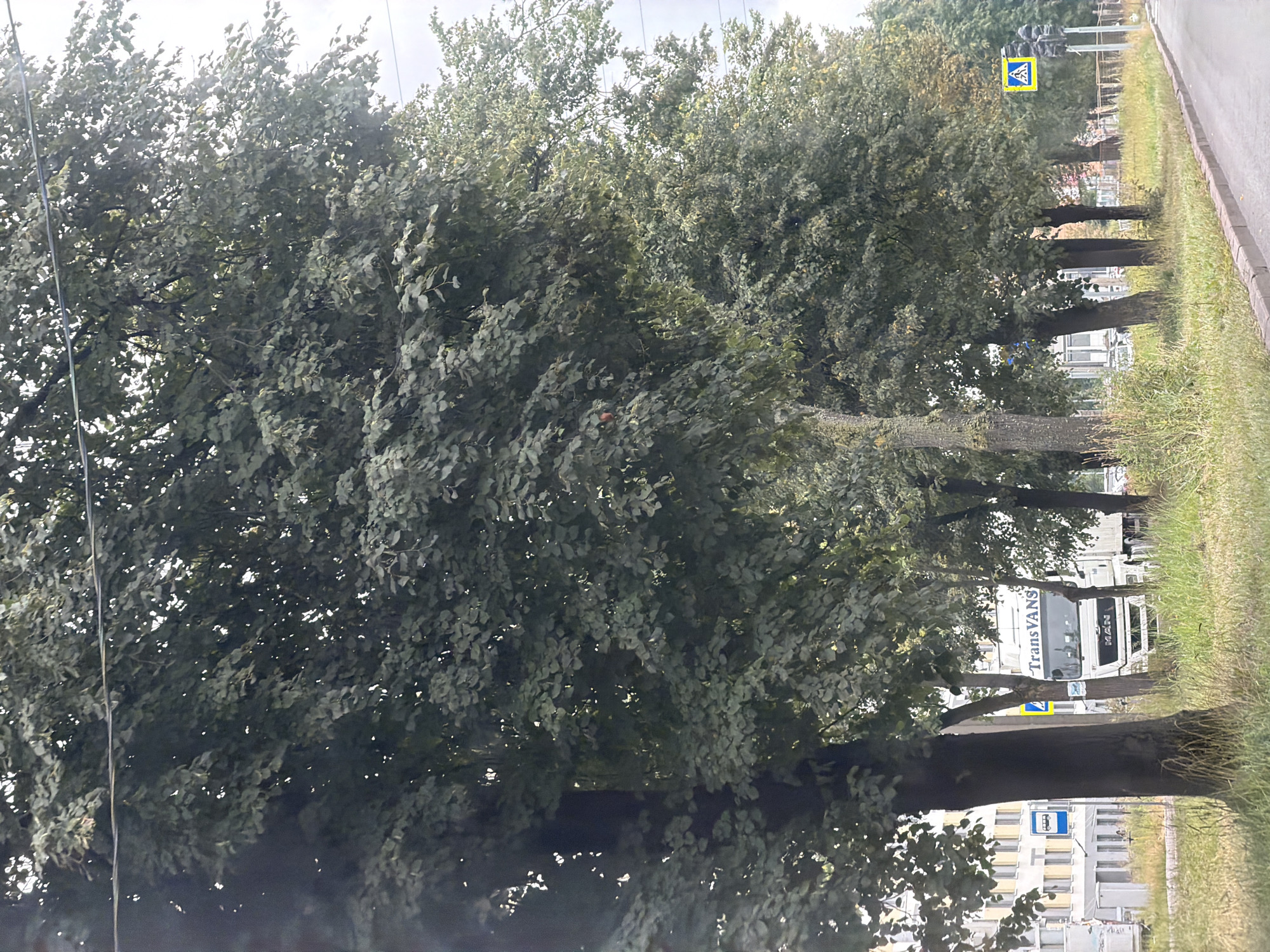 The image captures a street scene in Saint Petersburg, Russia, dominated by a row of mature trees with dense green foliage lining the right side of the frame. In the background, a white truck with "TransVANS" written on its side is visible, positioned on a road. Further back, a multi-story building with a light-colored facade and numerous windows is present. A blue bus stop sign is also discernible. A pedestrian crossing sign is mounted on a pole to the right, accompanied by traffic lights. The foreground shows a grassy area adjacent to a paved road with a curb. The sky above is overcast.