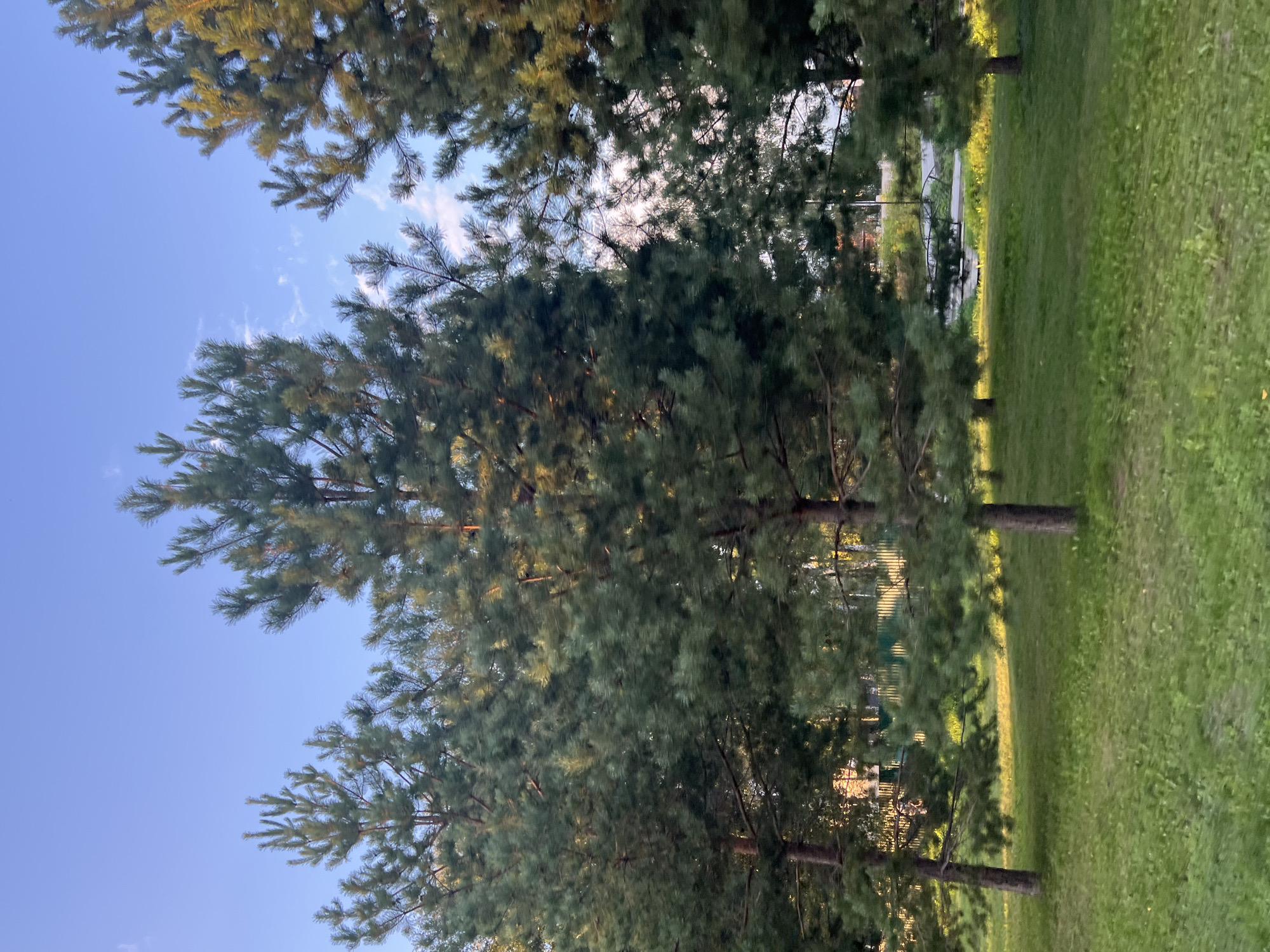 The image depicts a park-like setting with several coniferous trees, likely pines, in the foreground. The trees are green and have a moderate density of needles. The ground is covered with green grass, and some areas are illuminated by a warm, golden light, suggesting it is either sunrise or sunset. In the background, a green fence is visible, and beyond that, structures and more trees can be seen. The sky is blue with a few wispy clouds. The overall scene is peaceful and natural, consistent with a suburban or park environment. Given the prompt's information, this scene is located in Ozernyy, Russia.