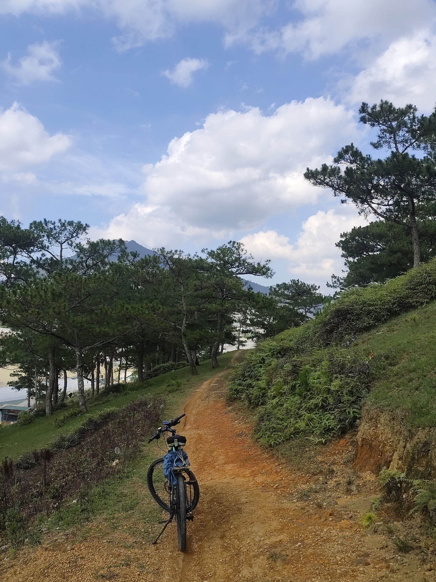 The image presents a serene outdoor landscape in Lạc Dương, Vietnam, centered around a dirt path and a parked bicycle. A black mountain bike, equipped with a kickstand and a small blue item on its handlebars, rests in the lower center of the frame on a reddish-brown, unpaved path composed of compacted earth and small stones. The path extends uphill and curves slightly to the left, disappearing into the distance among trees.
On the right side of the path, the terrain slopes upwards, covered in dense green undergrowth, primarily ferns, with some visible reddish soil on a small embankment. A large pine tree anchors the upper right of the frame. To the left of the path, a hillside descends, densely populated with numerous tall pine trees, their dark green needles contrasting with their lighter trunks. Through the gaps in these trees, in the mid-ground, light-colored structures, possibly greenhouses with reflective roofs, are partially visible. Further in the background, a dark, hazy mountain peak rises against the sky.
The sky above is bright blue with scattered white cumulus clouds, indicating pleasant daytime weather, likely late morning or early afternoon. The scene conveys a sense of tranquility and natural beauty, suggesting a moment of rest during a cycling trip through a scenic, forested area. There are no people or visible text in the image.