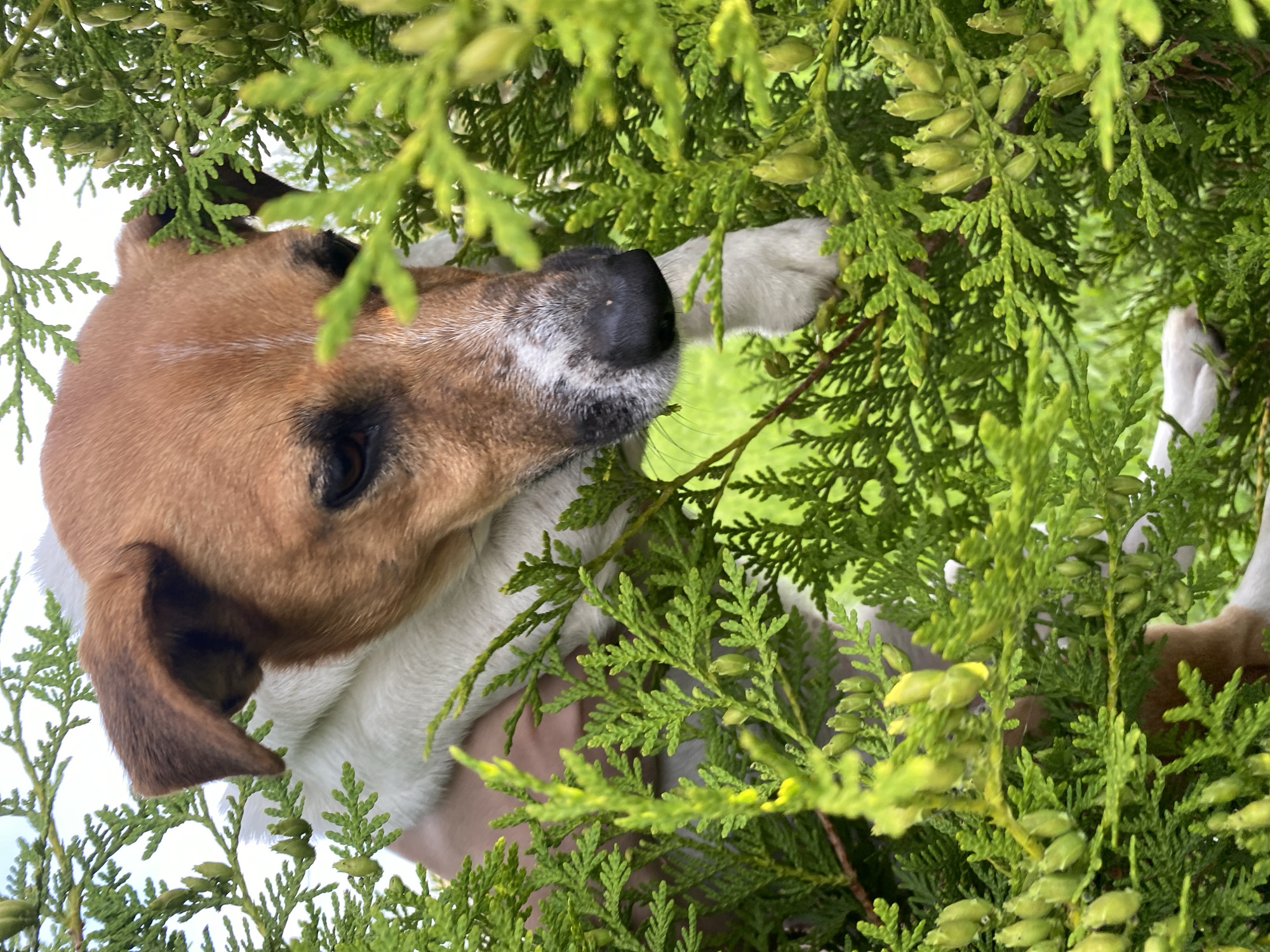 The image shows a close-up of a Jack Russell Terrier dog partially hidden within dense green foliage, possibly a conifer or cedar tree. The dog has brown and white fur, with its head and shoulders visible among the branches. Its dark eyes are looking downwards and to the right. Green seed cones are scattered throughout the foliage. The background is blurred, suggesting an outdoor setting with hints of green grass and a light sky. The location is noted as Bol'shoe Zaborod'e, Russia.