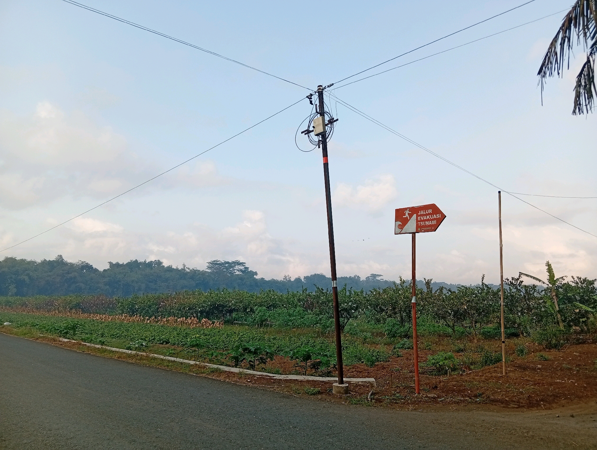 The image depicts an outdoor scene in the vicinity of Miritpetikusan, Indonesia. A paved road runs diagonally across the foreground from the lower left to the middle right. To the right of the road, a red arrow-shaped signpost reads "JALUR EVAKUASI TSUNAMI" in white lettering, indicating a tsunami evacuation route. The sign is attached to a vertical pole. Adjacent to this sign, another thin vertical pole stands. Beyond the road and signpost is a cultivated field with rows of green plants and trees. In the background, a dense line of trees forms a treeline, beyond which a hazy sky with some clouds is visible. Overhead, utility wires are strung across the sky, supported by a utility pole with various attachments. A palm frond is visible in the upper right corner of the image. The overall scene appears to be in a rural or semi-rural setting.