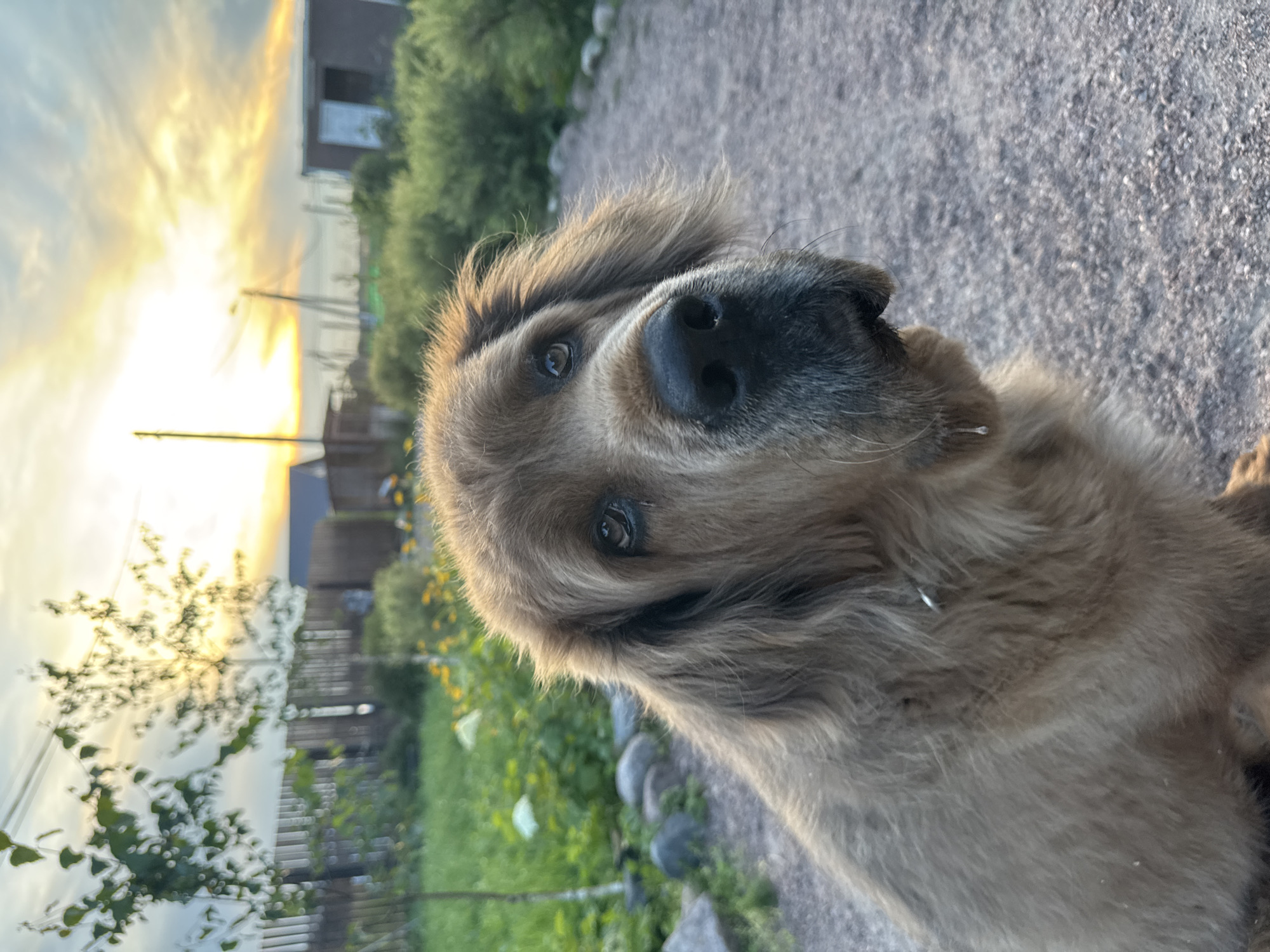 The image shows a close-up of a large, fluffy, golden-brown dog with its head tilted upwards. The dog's fur is thick and appears somewhat dishevelled. Its eyes are a deep brown, and its nose is black and wet. A small droplet of saliva is visible hanging from its chin. The dog is positioned in the foreground, occupying the majority of the frame.
The background suggests an outdoor setting, possibly a rural or suburban area. There is a gravel path in front of the dog, and to the left, there is green grass and some scattered rocks. In the mid-ground, there are various plants and bushes, some with small yellow flowers. Further back, there are fences, wooden structures, and what appear to be small houses.
The sky is visible in the upper portion of the image, with the sun setting or rising, casting a warm, golden light. The clouds are streaked with orange and yellow hues, indicating a colorful sunset or sunrise. The overall impression is a serene, natural environment.
The context provided by the user indicates the location as Kempelevo, Russia. While the visual elements do not directly confirm this specific location, the presence of wooden structures, fences, and the natural landscape are consistent with a setting in a Russian dacha (country house) or village environment.