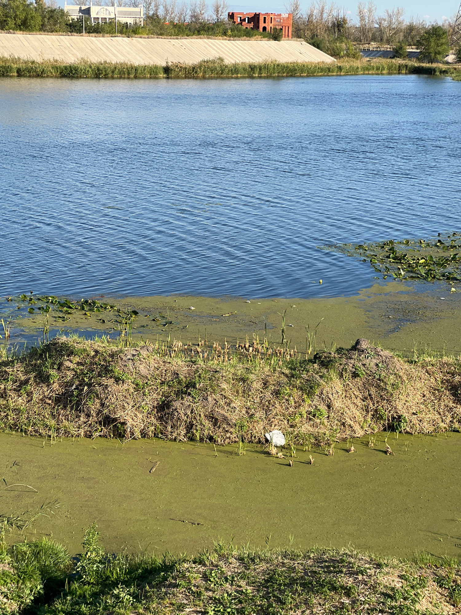 The image captures a scenic view of the Tobol River in Kostanay, Kazakhstan, on a clear day. The foreground is dominated by a channel of murky green water, likely covered in algae, with patches of grass and dry reeds along its banks. Several small, dark objects, possibly ducklings, are visible in the algae-filled water, along with a white object resembling a piece of trash.
Further back, a narrow strip of land separates the algae-covered channel from the main body of the Tobol River. This land is covered in dry grass and reeds. The river itself is a calm expanse of blue water, with gentle ripples on its surface. Lily pads are visible floating on the water near the bank.
In the background, a concrete embankment lines the opposite bank of the river. Beyond the embankment, a building with a distinctive white facade and arched windows stands amidst scattered trees. Further to the right, an unfinished brick structure with visible window frames is also present. The sky above is a clear, bright blue. The overall scene suggests a natural environment with some signs of human development and potential environmental concerns due to the algae bloom.