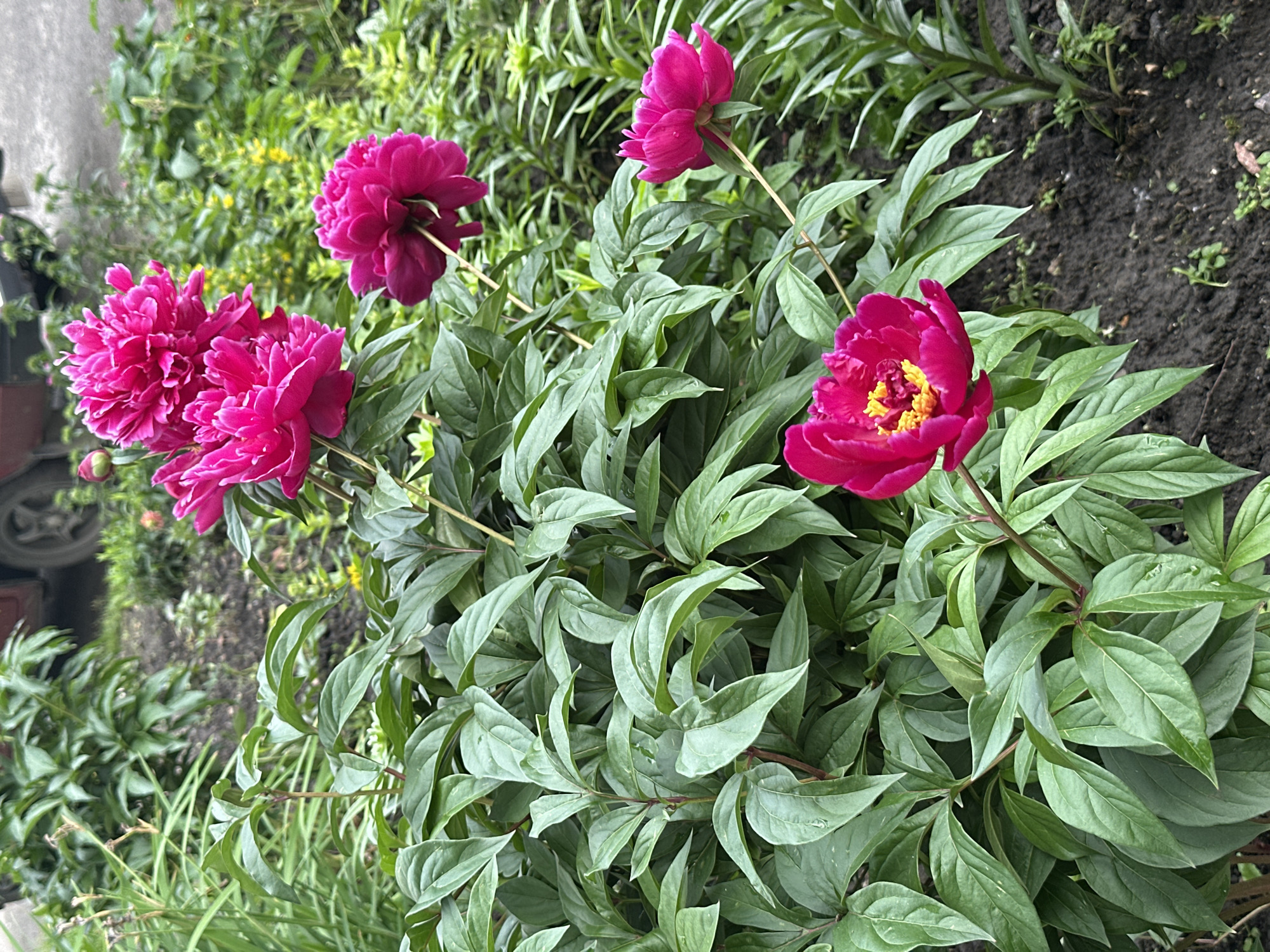 A bush of bright pink peonies is in bloom, with several flowers open and one bud. The peonies are in the foreground, with lush green leaves surrounding them. In the background, a red car is partially visible, and the ground appears to be dirt and some patchy grass. The setting looks like a residential yard in Novoaltaysk, Russia, possibly a garden area.