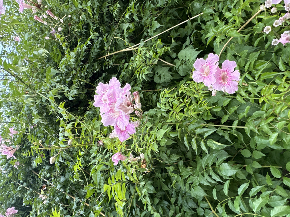 The image displays a dense botanical scene located in Calella De Palafrugell, Spain, entirely filled with lush green foliage and numerous pink trumpet-shaped flowers. A prominent cluster of approximately six fully bloomed pink flowers, characterized by lighter pink petals with distinct darker pink venation and yellow-white centers, is positioned in the upper-middle left quadrant. A smaller cluster of two similar flowers appears in the lower-right. Additional pink flower buds and partially opened flowers are visible throughout the dense green, compound-leafed foliage. Thin, light-colored vertical stems, consistent with plant stalks or support structures, are discernible amidst the growth. No individuals or man-made objects are present within the frame.