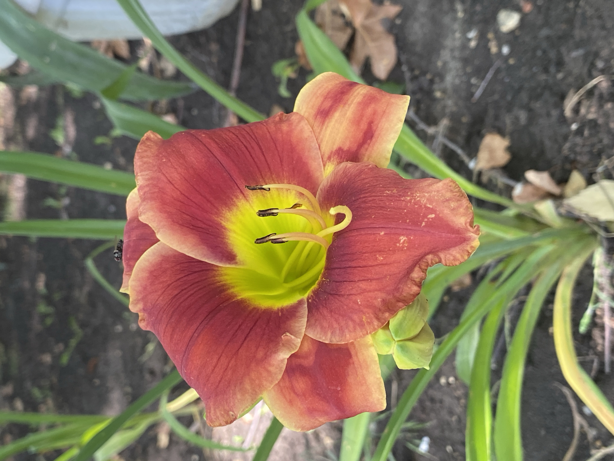 The image is a close-up, overhead shot of a single daylily flower in bloom. The flower has deep red outer petals with a gradient towards a lighter, yellowish-orange at the tips, and also streaked with darker red. The inner part of the flower, near the center, is a vibrant lime green, transitioning to yellow. Three dark anthers, topped with pollen, are visible protruding from the center, along with a delicate, curved pistil.
A small, dark insect, possibly a fly, is perched on the edge of one of the red petals on the left side of the flower. The background is composed of dark soil, scattered dry leaves, and the blurred green foliage of other plants, suggesting an outdoor garden setting. The lighting indicates it is daytime, possibly sunny, as evidenced by the bright colors of the flower and the shadows. There is no visible text in the image. The overall impression is a natural, serene scene focused on the beauty of the blooming flower.