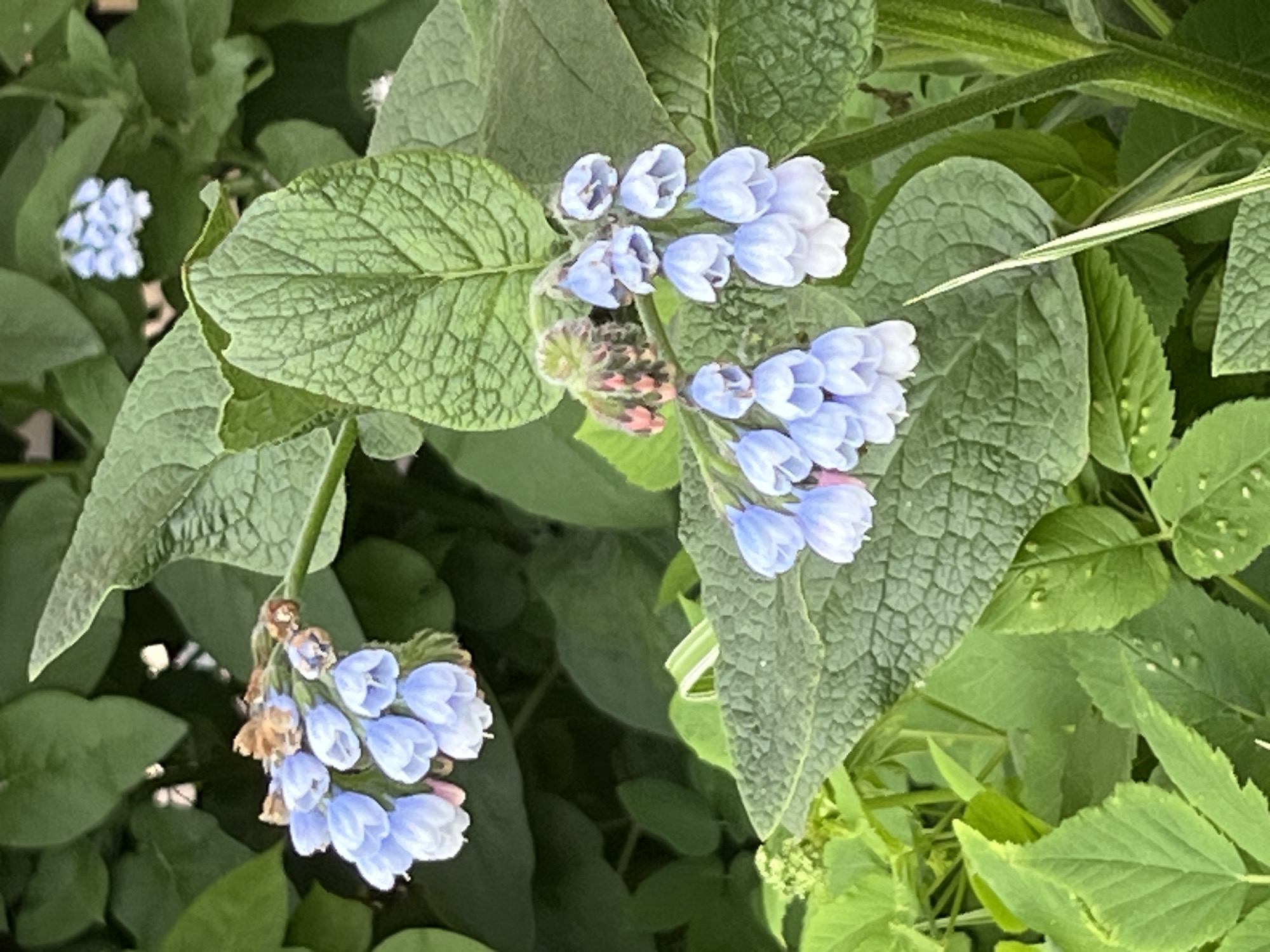 This close-up photograph captures a vibrant plant featuring clusters of delicate, light blue, bell-shaped flowers amidst lush green foliage. The flowers, appearing in multiple groupings, are the focal point, with some still in bud form, showing hints of pink and brown. One prominent cluster of flowers in the upper center displays various stages of bloom, from tight buds to fully open bells. Another, slightly faded cluster, is visible towards the lower left.
The plant's main leaves are large, textured, and deeply veined, showcasing a rich green hue. In the background and surrounding areas, various shades of green leaves, some smoother and smaller, create a dense, natural setting. A distinct plant stem with a thin, light-colored stripe is visible towards the upper right, adding a contrasting element.
The soft, natural lighting indicates it is daytime, possibly morning or late afternoon, as there are no harsh shadows. The overall impression is one of natural beauty and tranquility. There is no discernible activity taking place, nor is any text visible within the frame. The flora depicted is consistent with temperate climates like that of Saint Petersburg, Russia.