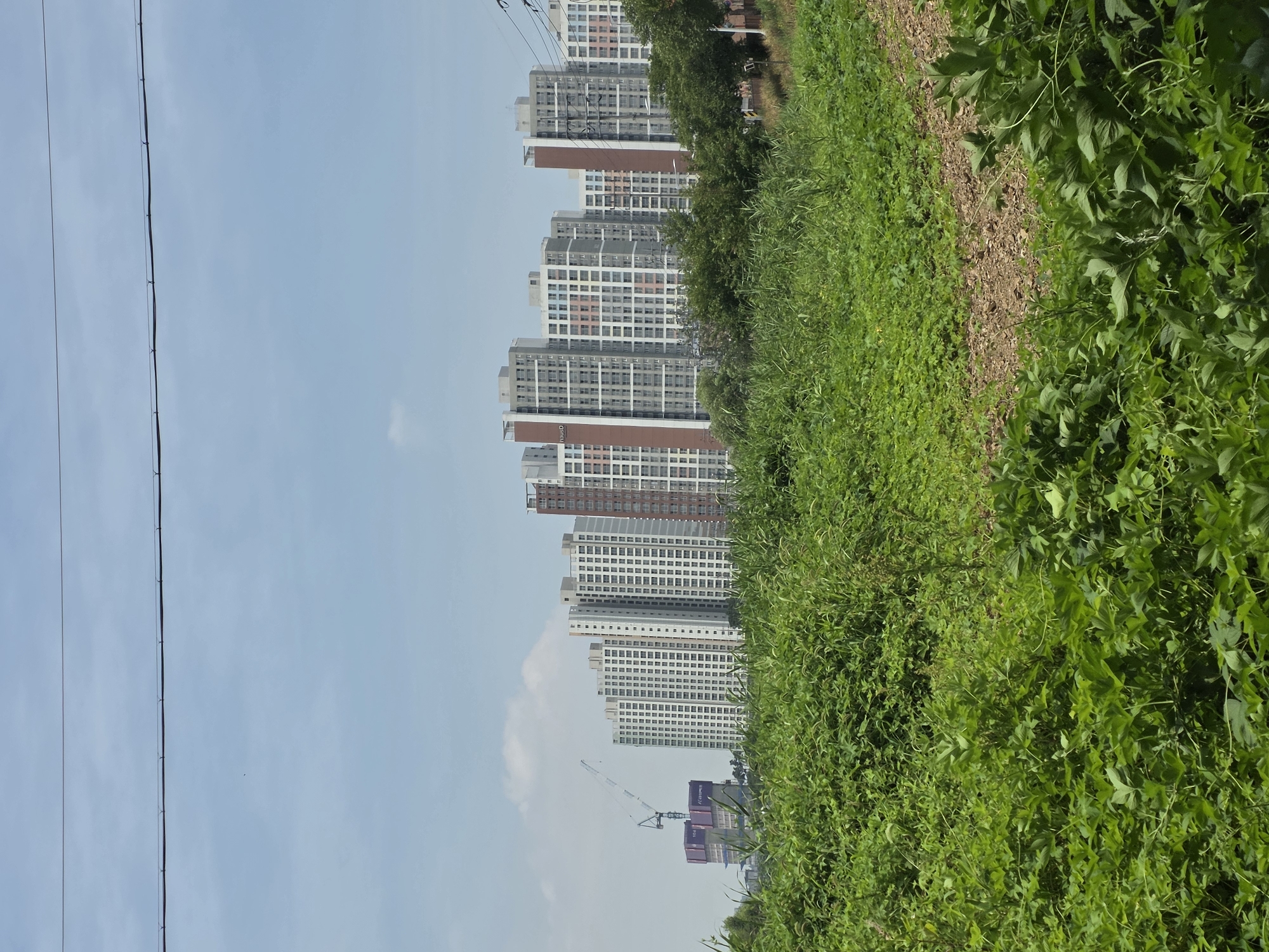 A landscape photograph taken in Anseong-si, South Korea, depicts a clear, bright sky with two horizontal power lines traversing the upper portion of the frame. Below the sky, a dense field of green foliage occupies the foreground and midground, with some patches of dry, brown earth visible. In the background, a cluster of modern apartment buildings rises, characterized by their pale beige and white facades, punctuated by windows. To the left of the apartment buildings, a construction crane is visible, suggesting ongoing development in the area. The overall scene presents a juxtaposition of natural greenery and urban construction under a daytime sky.
