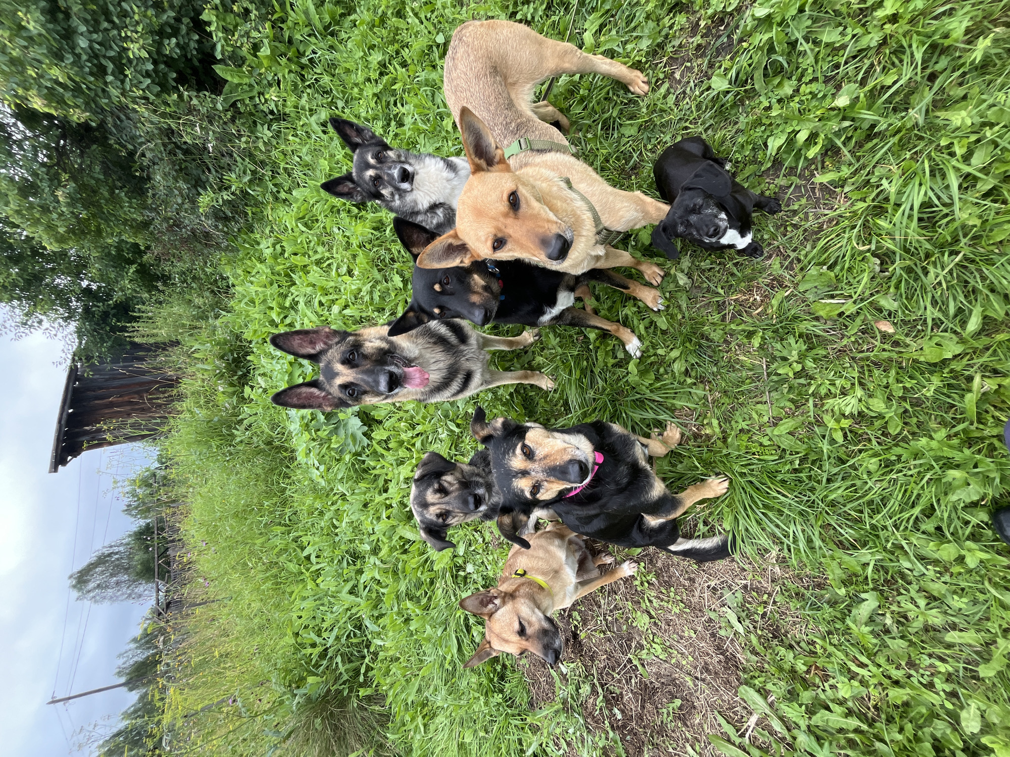 The image depicts a group of eight dogs in an outdoor setting, likely a yard or field, characterized by abundant green grass and some dry patches of soil. In the background, there are trees and a dilapidated wooden structure, possibly an old shed or barn. A utility pole with wires is also visible. The sky is overcast. The dogs vary in size, breed, and color, with some wearing collars. One dog, a German Shepherd, is panting with its tongue out. The scene appears to be captured in a rural or semi-rural area, and while the provided context suggests Nizhny Tagil, Russia, there are no specific visual cues within the image to confirm this location.