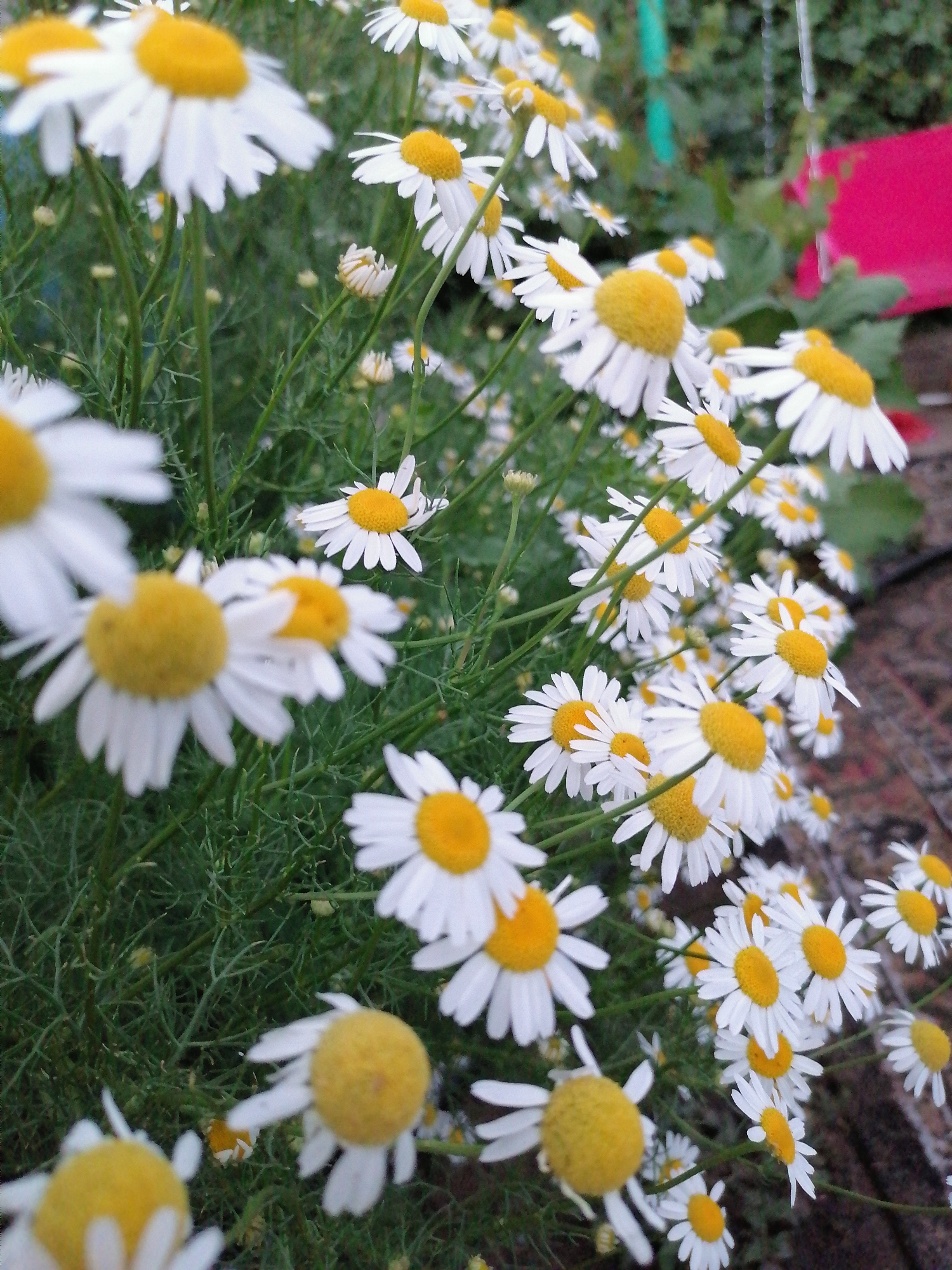The image shows a close-up view of a cluster of daisies in a garden setting. The daisies have white petals and yellow centers. They are in various stages of bloom, with some fully open and others still budding. The flowers are set against a backdrop of green foliage. In the background, a blurry pink object and some reddish-brown brickwork are visible, suggesting an outdoor urban or suburban environment. The lighting suggests it is daytime, with natural light illuminating the scene. There are no people or animals present in the image.