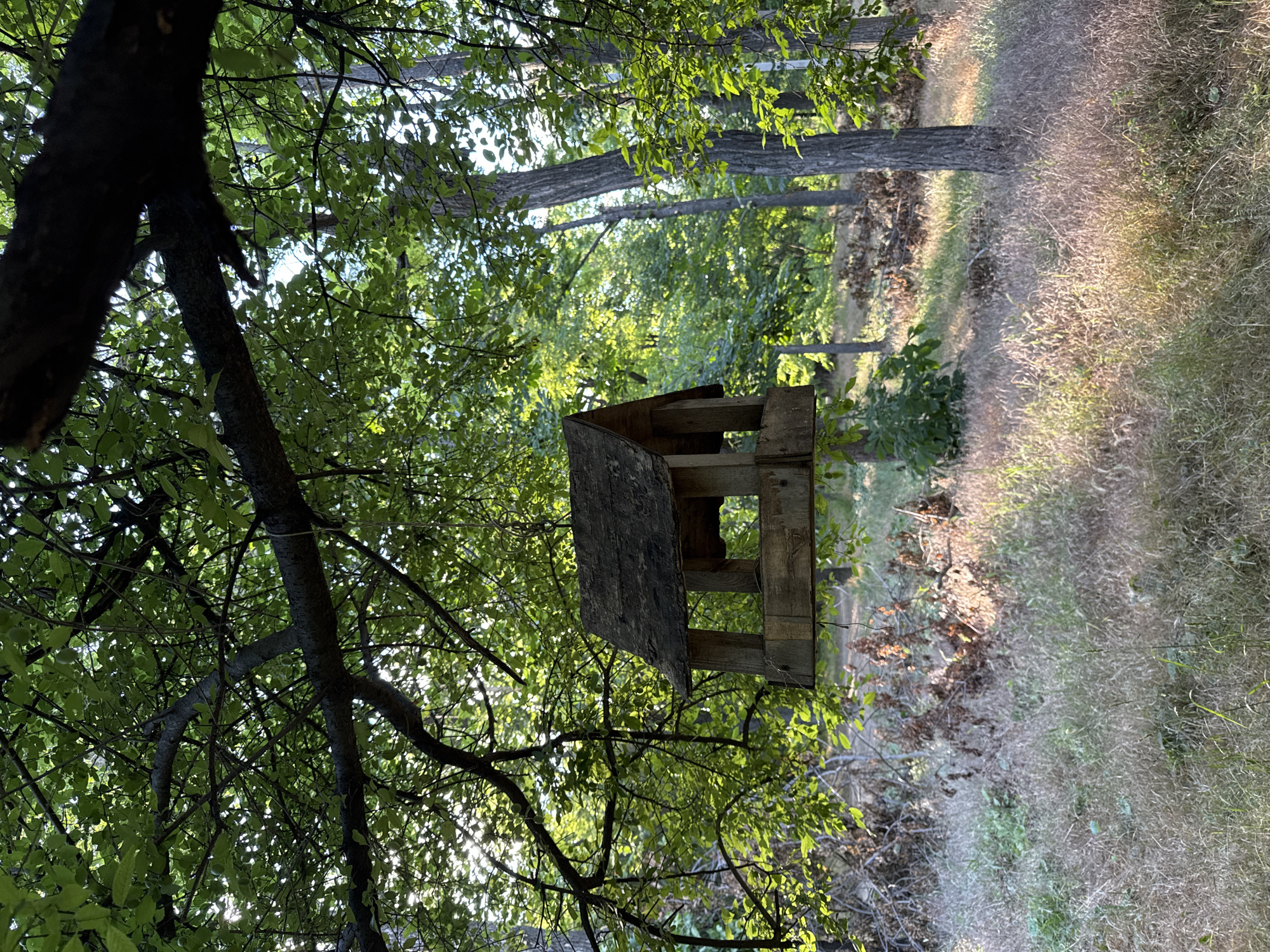 A wooden bird feeder hangs from a branch of a large tree in a natural setting. The bird feeder is made of rough-hewn wood and has a pitched roof. It is suspended by what appears to be wire or string. The surrounding environment is a forest or wooded area with dappled sunlight filtering through the leaves of the trees. The ground is covered with dry grass and some scattered fallen branches. The overall impression is one of a peaceful, natural scene, possibly in a park or a less-maintained area within a city. The image does not contain any people or animals.
