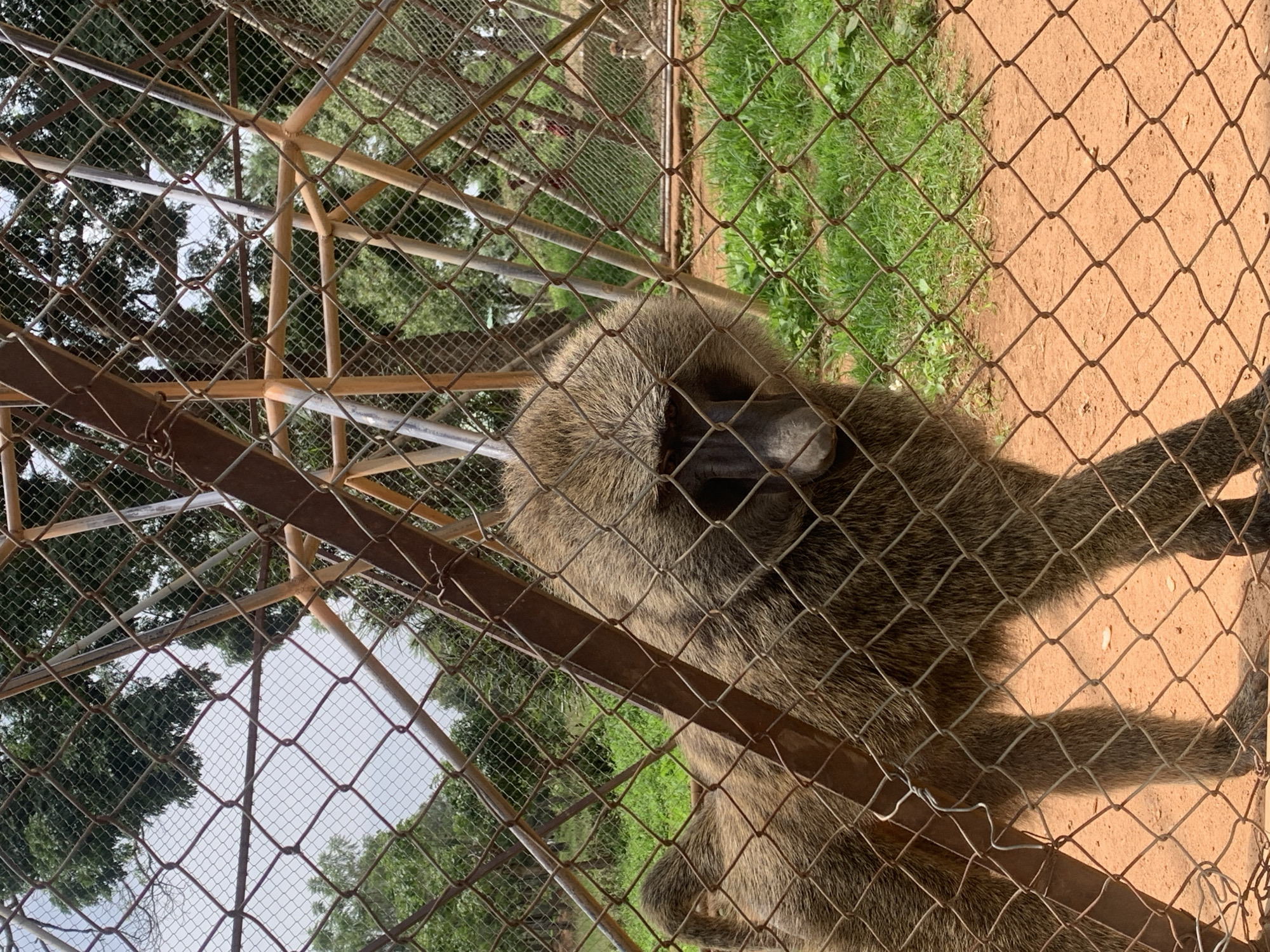 A baboon stands behind a wire mesh fence in a zoo enclosure. The baboon is facing forward with its head lowered slightly, looking towards the viewer. The enclosure has a sandy ground and is surrounded by trees and greenery. In the background, two individuals can be seen observing the animals. The enclosure also has a metal frame structure visible behind the fence.