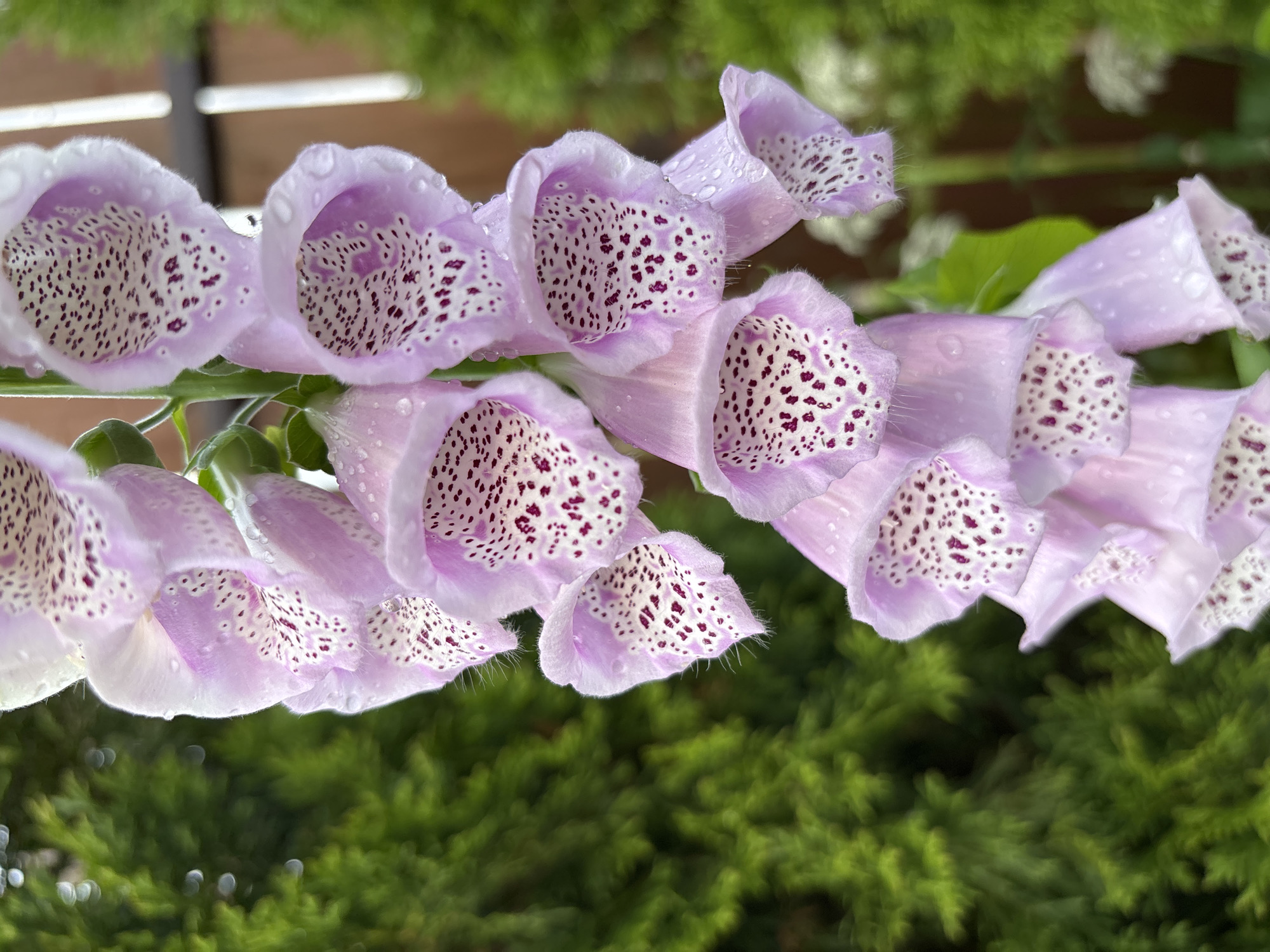 The media file displays a close-up, eye-level view of a cluster of pink foxglove flowers. The flowers are bell-shaped, with delicate, fuzzy edges and intricate, dark purple speckles inside their throats. Tiny water droplets are visible on the petals, suggesting recent rain or dew. The background is softly blurred, showcasing lush green foliage, likely from other garden plants. The overall lighting suggests it is daytime, possibly a cool, overcast day due to the soft light and lack of harsh shadows. The scene evokes a sense of natural beauty and tranquility. No people, text, or specific activities are depicted. The location context provided is Kiskelovo, Russia.