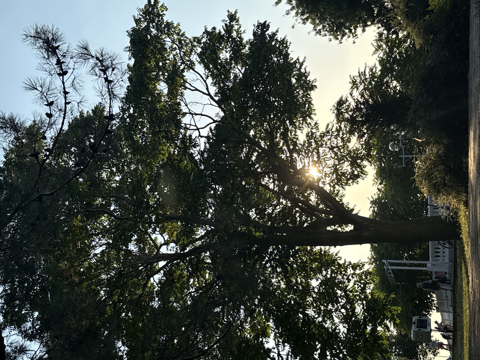 The image depicts a scene under a clear sky, possibly late afternoon or early evening, with the sun partially obscured by the leaves of a large tree in the foreground. The tree's branches, laden with foliage, dominate the upper portion of the frame. In the background, a white railing, possibly part of a promenade or a fence, runs horizontally. Several individuals are visible near the railing, some appearing to be walking or standing. A small, box-like structure, possibly an information kiosk or a public utility box, is situated to the left of the railing. Further back, more trees and greenery are visible, suggesting a park or a landscaped area. The ground in the immediate foreground appears to be paved with dark material, possibly a walkway or a path. The overall impression is one of a public space with trees and people, likely a park or a seaside promenade in Gelendzhik, Russia, given the presence of what appears to be a railing and the bright, clear sky.