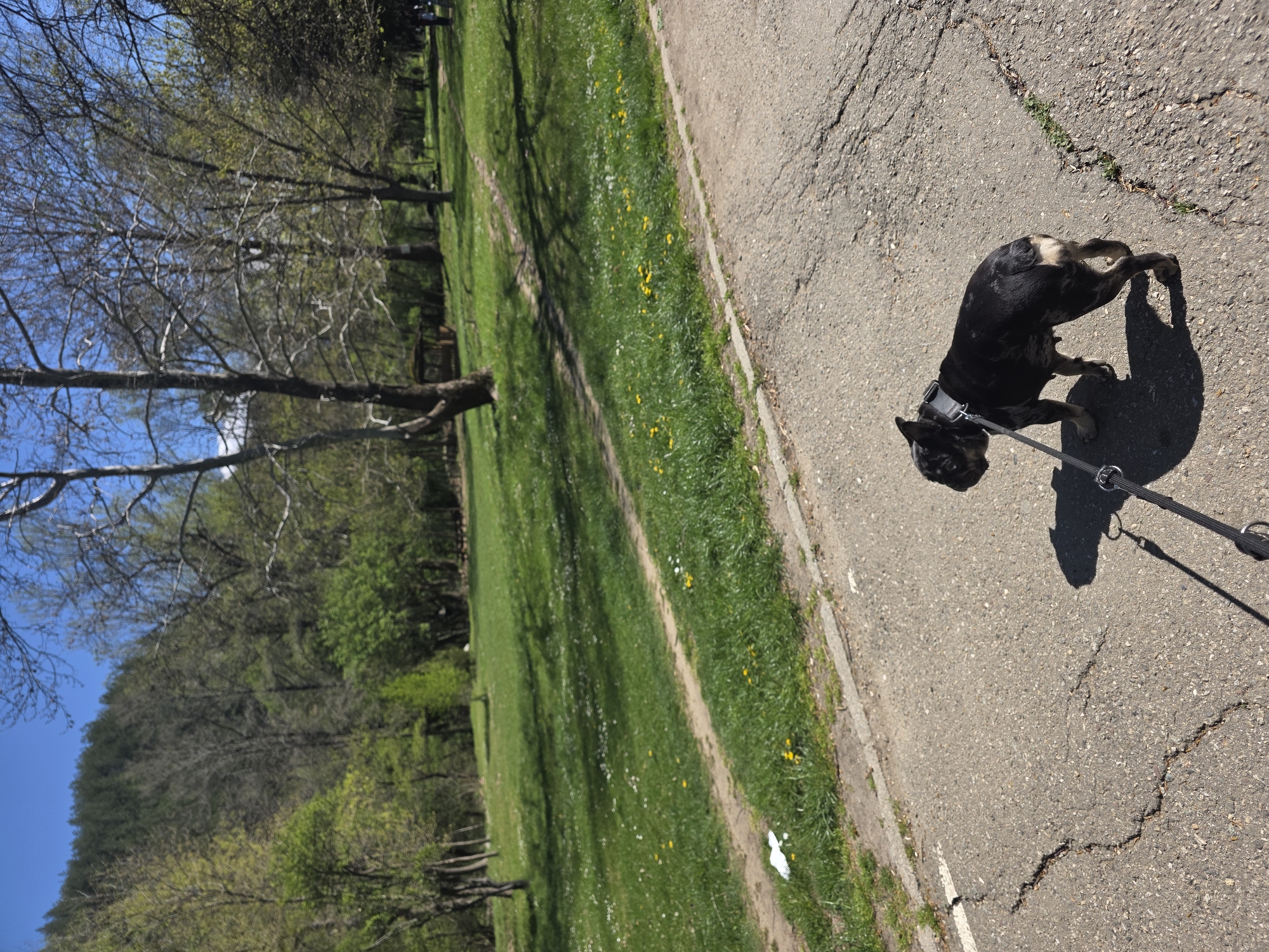 The image shows a black dog on a leash standing on a cracked asphalt path. The dog is looking down. To the left of the path is a grassy area with trees. The sky is blue. The location is Blagoevgrad, Bulgaria.