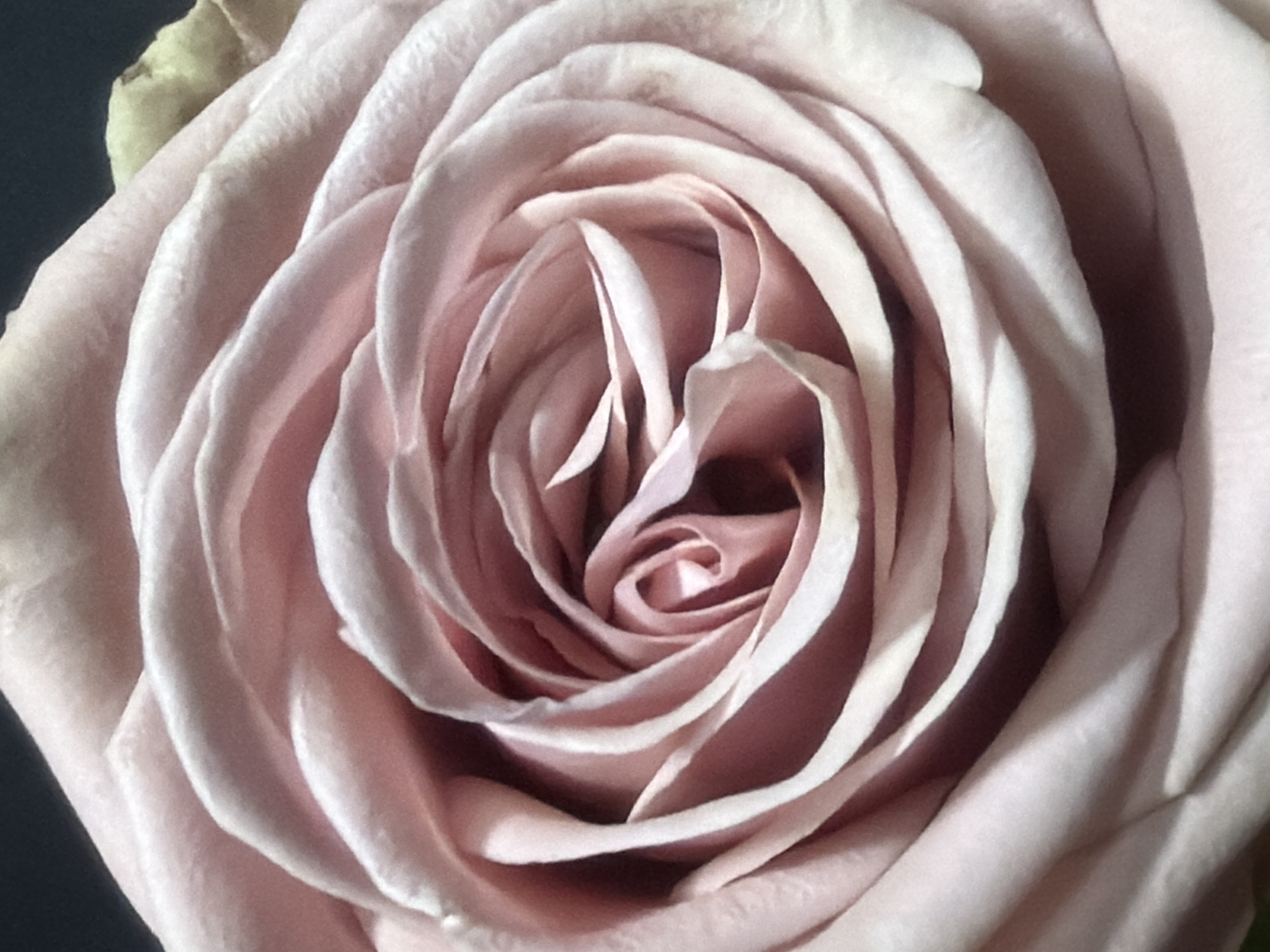 A close-up, high-angle, full frame shot shows the center of a pale pink rose. The petals are tightly furled, creating a spiral pattern. The lighting is soft, casting subtle shadows that highlight the texture and curves of the petals. There is a hint of a yellowed petal in the upper right corner, contrasting with the dominant pink. The background is dark and out of focus. There is no discernible information about a specific location in Kaliningrad, Russia, nor are there any people, actions, or interactions depicted.