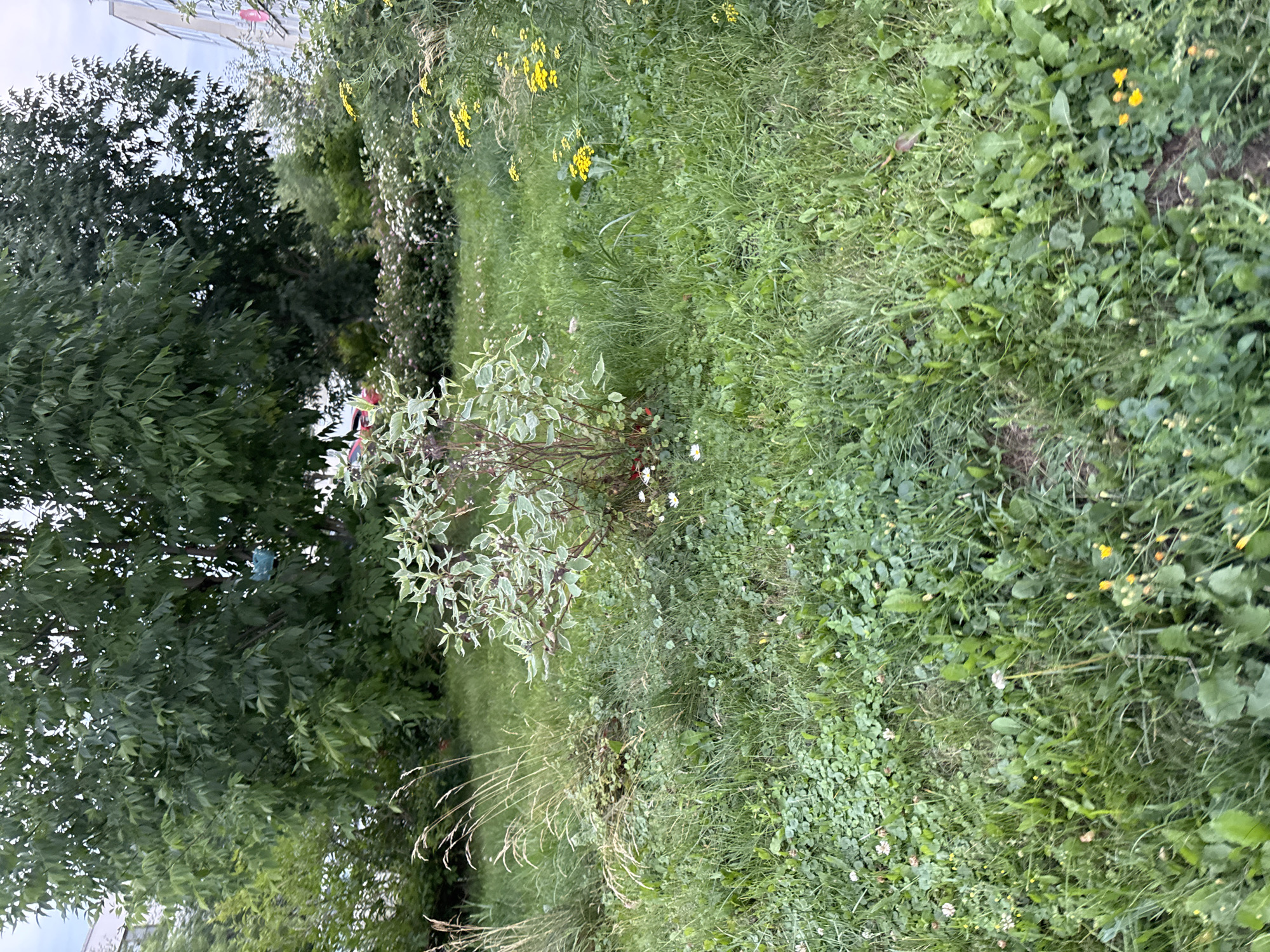 An outdoor, eye-level shot captures a patch of green lawn in a city setting, likely Domodedovo, Russia. The lawn is densely covered with various grasses and low-lying plants, interspersed with a few scattered white and yellow wildflowers. In the center of the frame, a small shrub with variegated green and white leaves stands out. Behind this shrub, a larger, leafy tree dominates the background, its dense foliage obscuring much of the sky. To the right, a tall building with windows is partially visible, suggesting an urban environment. The overall impression is one of a slightly overgrown urban green space.