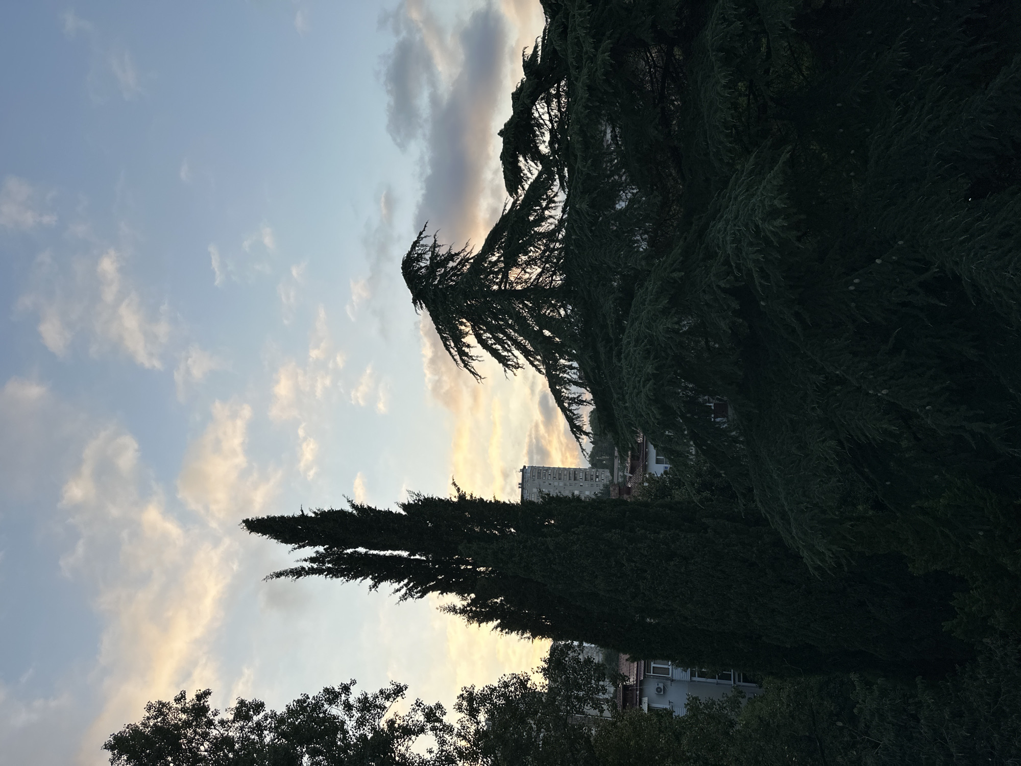 The image shows a view of Sochi, Russia, with a city skyline partially obscured by lush evergreen trees. The sky is a pale blue with scattered, wispy clouds tinged with the soft hues of dawn or dusk. Tall, dark green cypress trees dominate the foreground on the left, their slender forms reaching towards the sky. To the right, a large cedar tree with its characteristic spreading branches and feathery needles fills the frame. In the middle ground, behind the cypress trees, a multi-story building with a light-colored facade and visible windows stands against the backdrop of the sky. The overall impression is one of a serene, natural landscape within an urban setting, likely captured during the transitional light of either early morning or late evening.