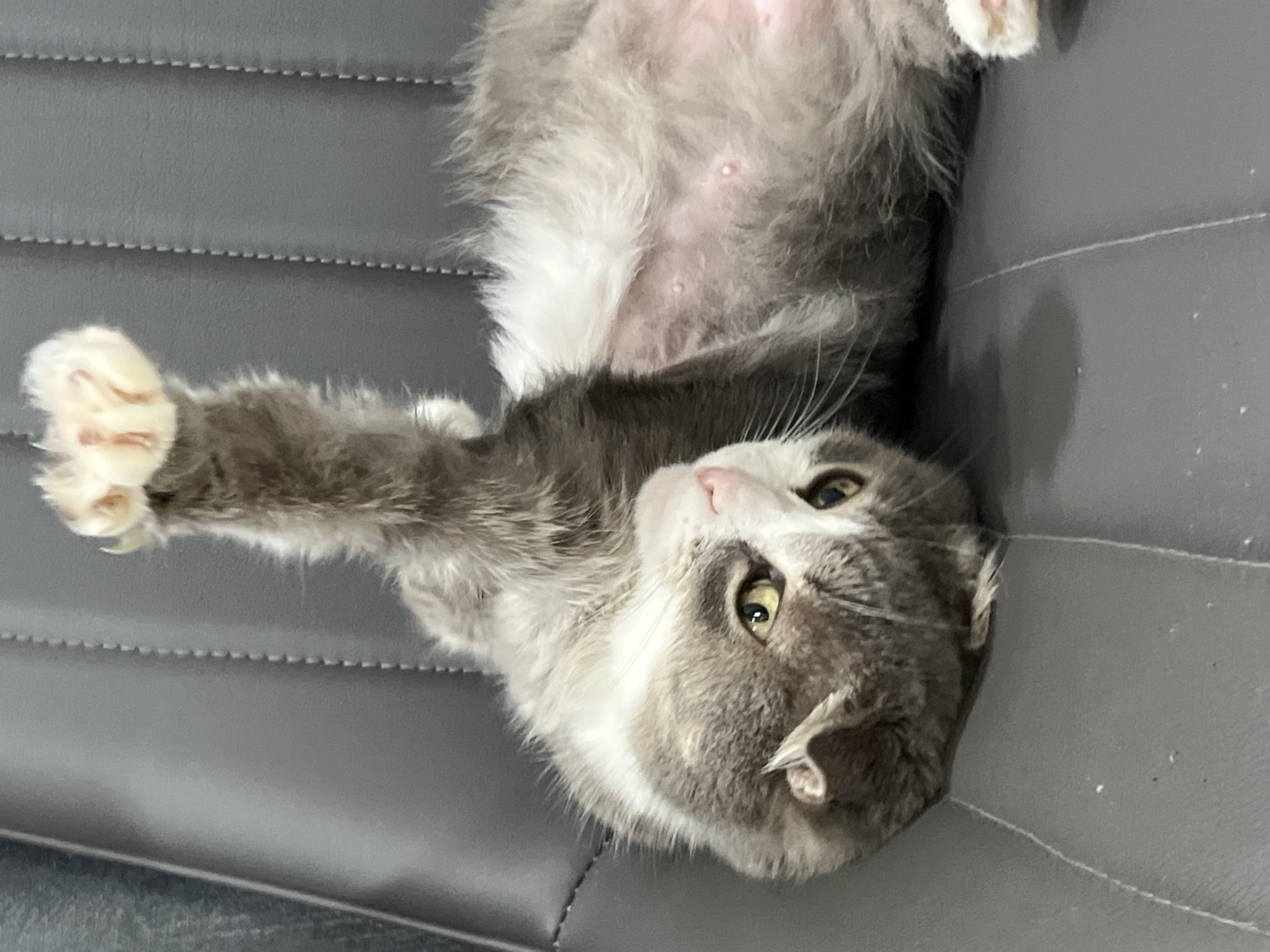 In Choeng Thale, Thailand, a domestic shorthair cat, predominantly gray with white markings, lies on its back on a gray, padded surface, possibly a chair or sofa. The cat's front right paw is raised in the air, revealing its pink pads and sharp claws. Its belly is exposed, showing pink skin with a few visible nipples. The cat's head is turned to its left, with yellow eyes open and its pink nose slightly tilted upwards. The background is a textured gray surface with visible stitching, suggesting furniture upholstery. The lighting appears to be natural, casting soft shadows. There are no people present in the scene.