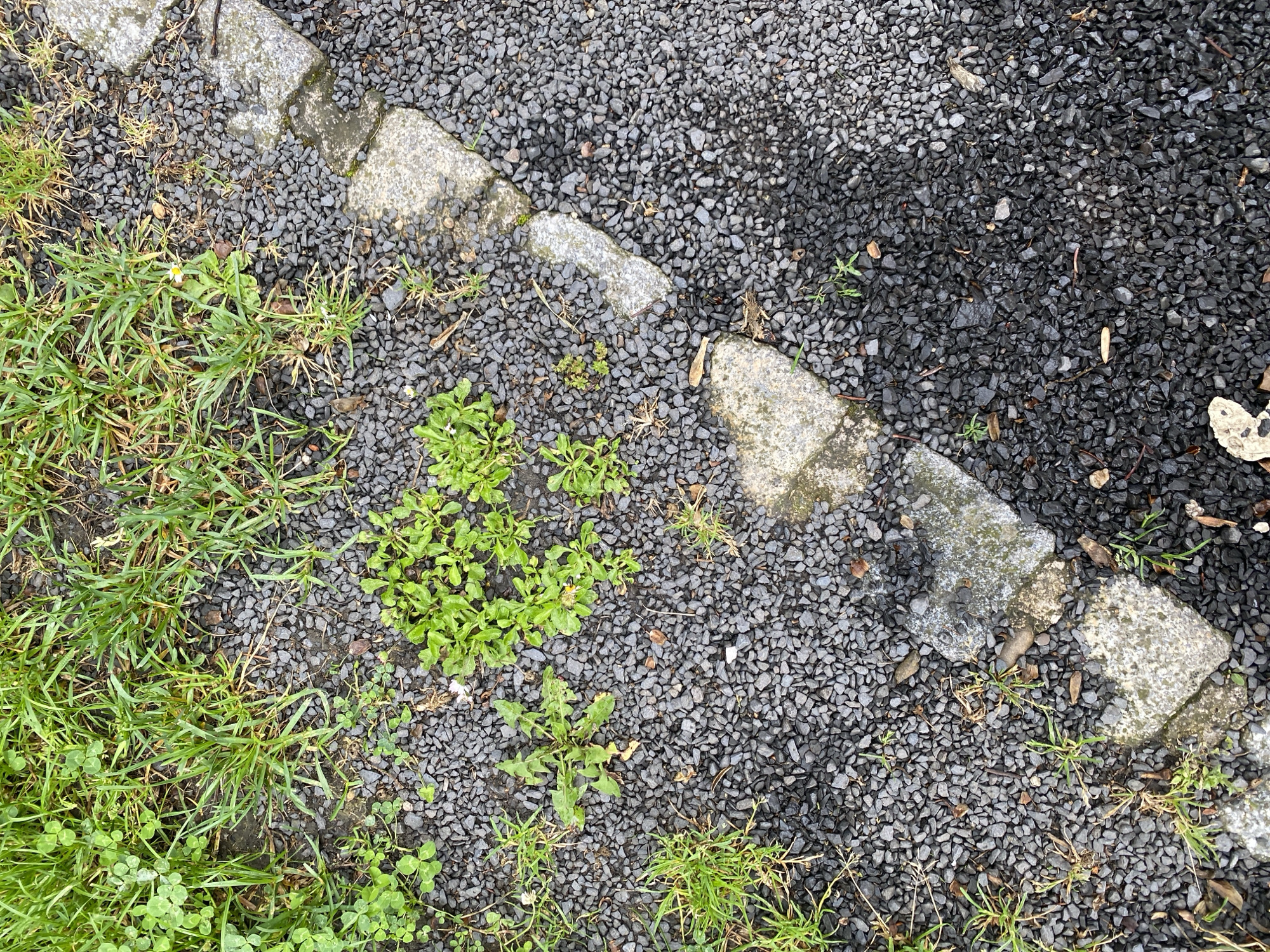 The image shows a close-up, overhead view of a pathway or border area in Bílina, Czechia. The ground is composed of dark gray gravel, with a distinct line of unevenly shaped, light gray concrete or stone slabs forming a border. Some green grass and small leafy plants are growing in and around the gravel and between the border stones. The lighting suggests an overcast day, with some areas of the gravel appearing wet, creating a slight sheen. There are no people or specific objects of interest visible, just the natural elements and the constructed border.