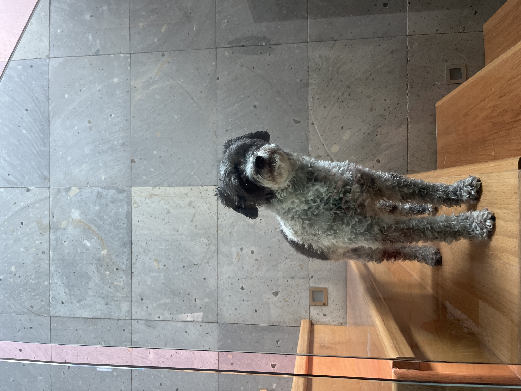 A fluffy, black and white dog with curly fur, possibly a poodle mix, is the central subject of the image. The dog stands on a light gray tiled floor, with its front paws resting on the first step of a set of wooden stairs. Its head is tilted upwards, and it looks directly at the camera with an attentive expression.
The setting appears to be an indoor area, likely a modern home, located in Barrio de Nuevo León, Mexico. The floor is covered with large, square, light gray tiles that have a speckled texture and faint, lighter swirly patterns. On the right side of the image, polished light-brown wooden stairs ascend, with a clear glass barrier running alongside them, partially visible in the foreground. A small, square, metallic-toned light fixture is embedded into the wall directly adjacent to the stairs.
The lighting suggests it is daytime, providing clear illumination without harsh shadows. No specific activity beyond the dog standing and looking is depicted. There is no visible text in the image.