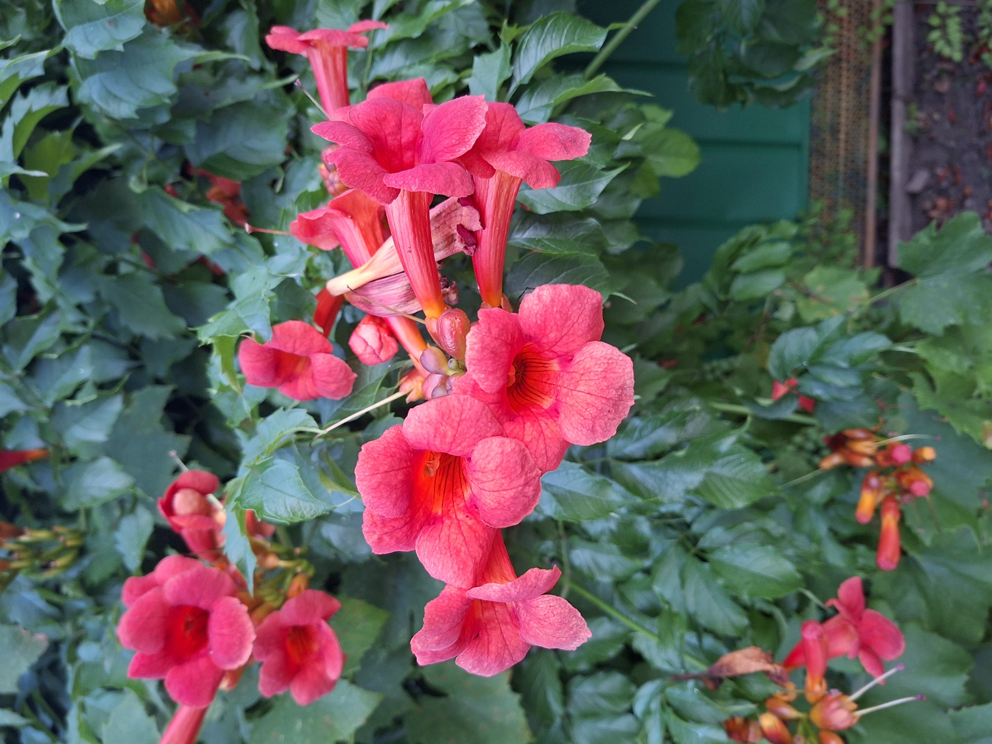 A medium shot captures a cluster of vibrant pink trumpet-shaped flowers blooming on a vine. The flowers are in various stages of bloom, with some fully open and others still budding. Lush green leaves form a dense backdrop, interspersed with glimpses of what appears to be a dark green wooden fence and a weathered wooden pathway. The scene evokes a sense of natural beauty and tranquility within a potentially urban setting. The presence of a fence and pathway suggests a cultivated area, possibly a garden or park within the city of Gorkovskiy, Russia. There are no people or animals visible in the frame, focusing the viewer's attention solely on the floral display and its immediate surroundings.